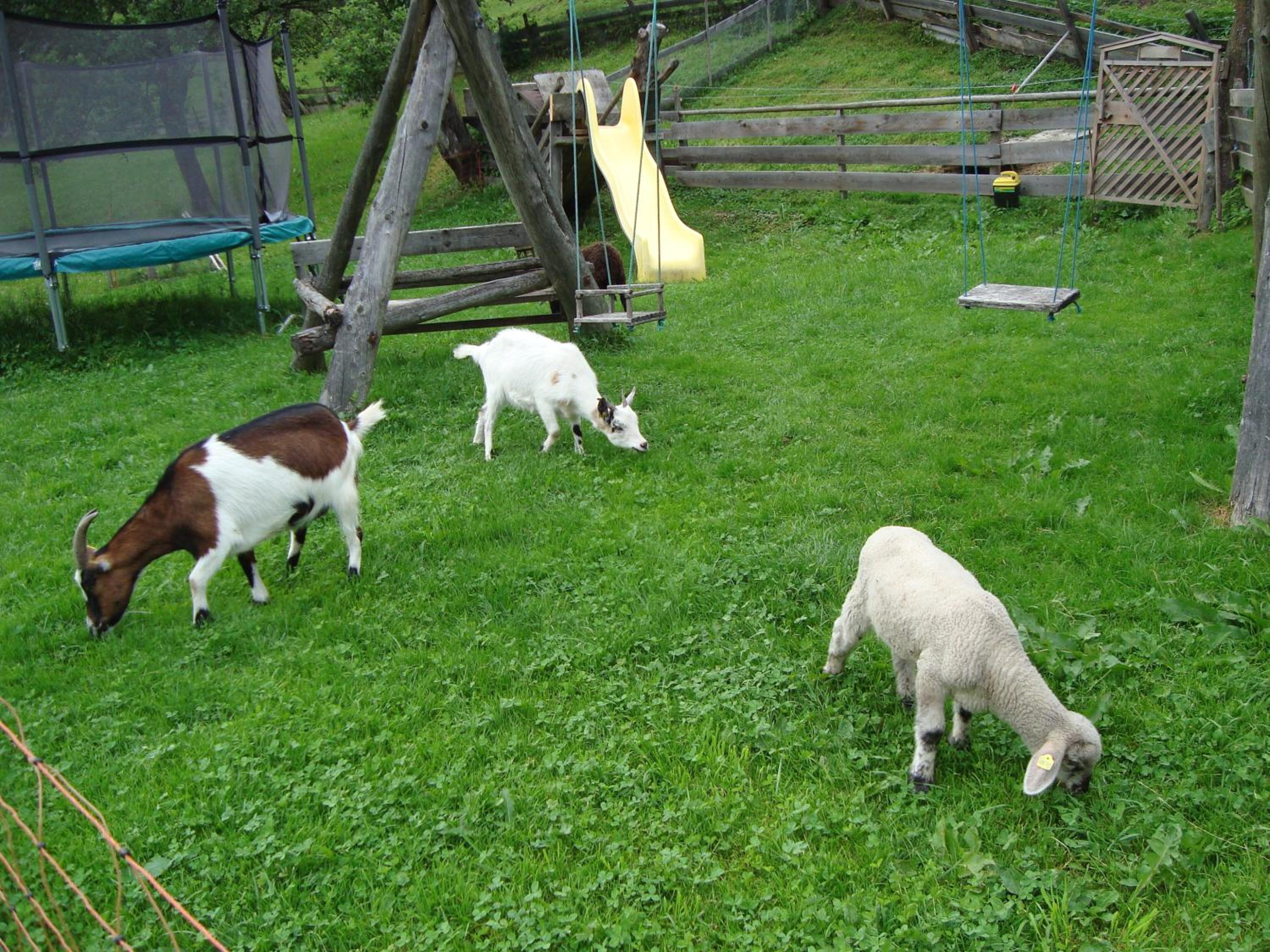 Auerhof