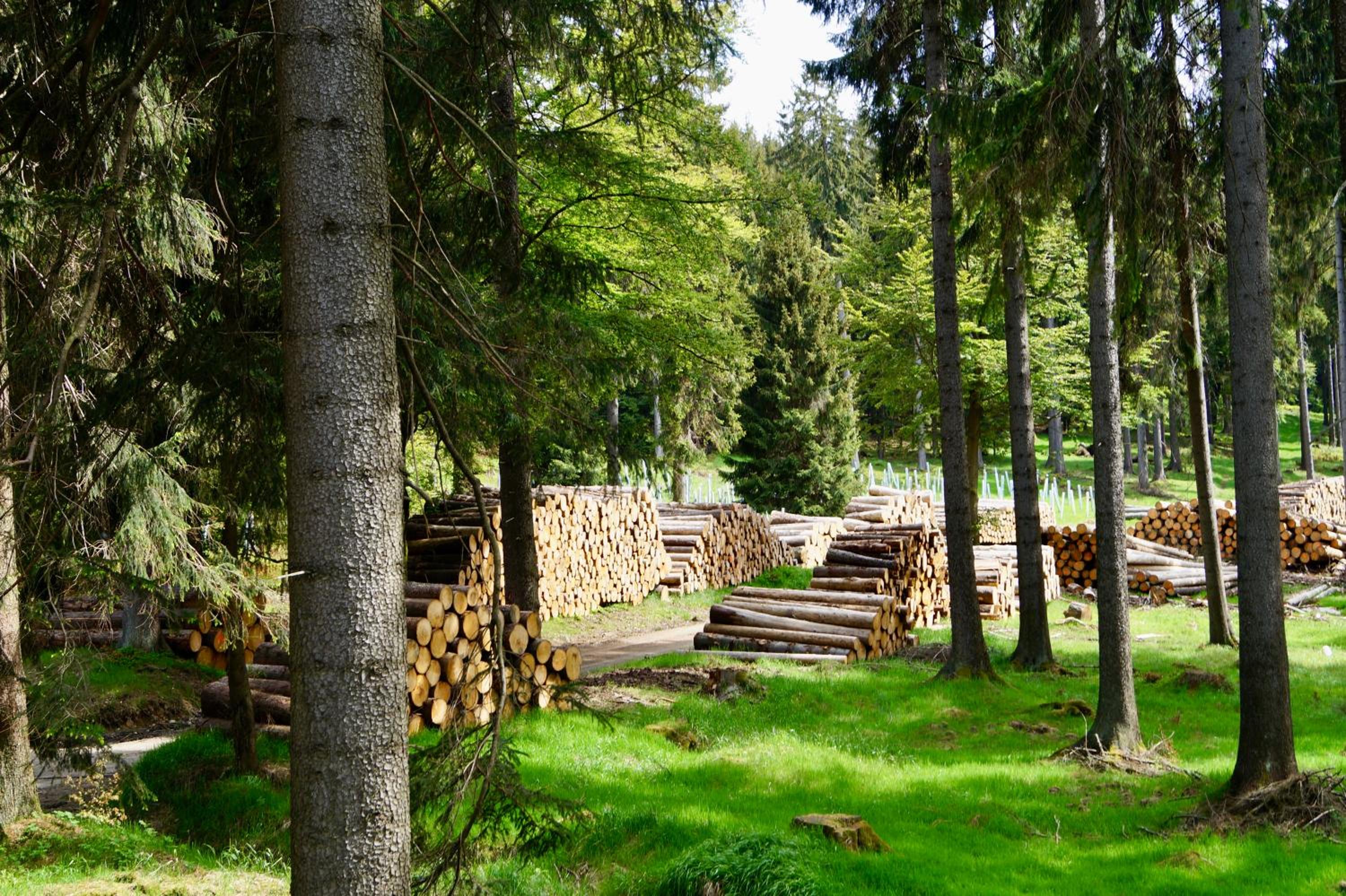 Pension zum Ritter view 2