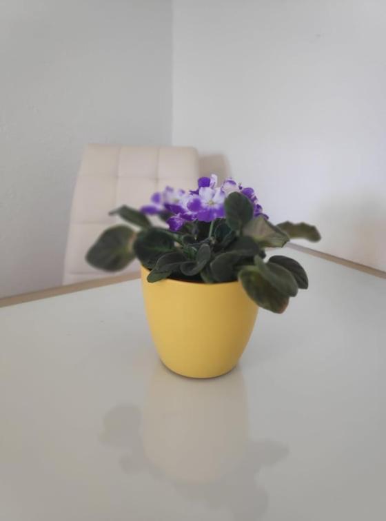 Apartmani Lučica