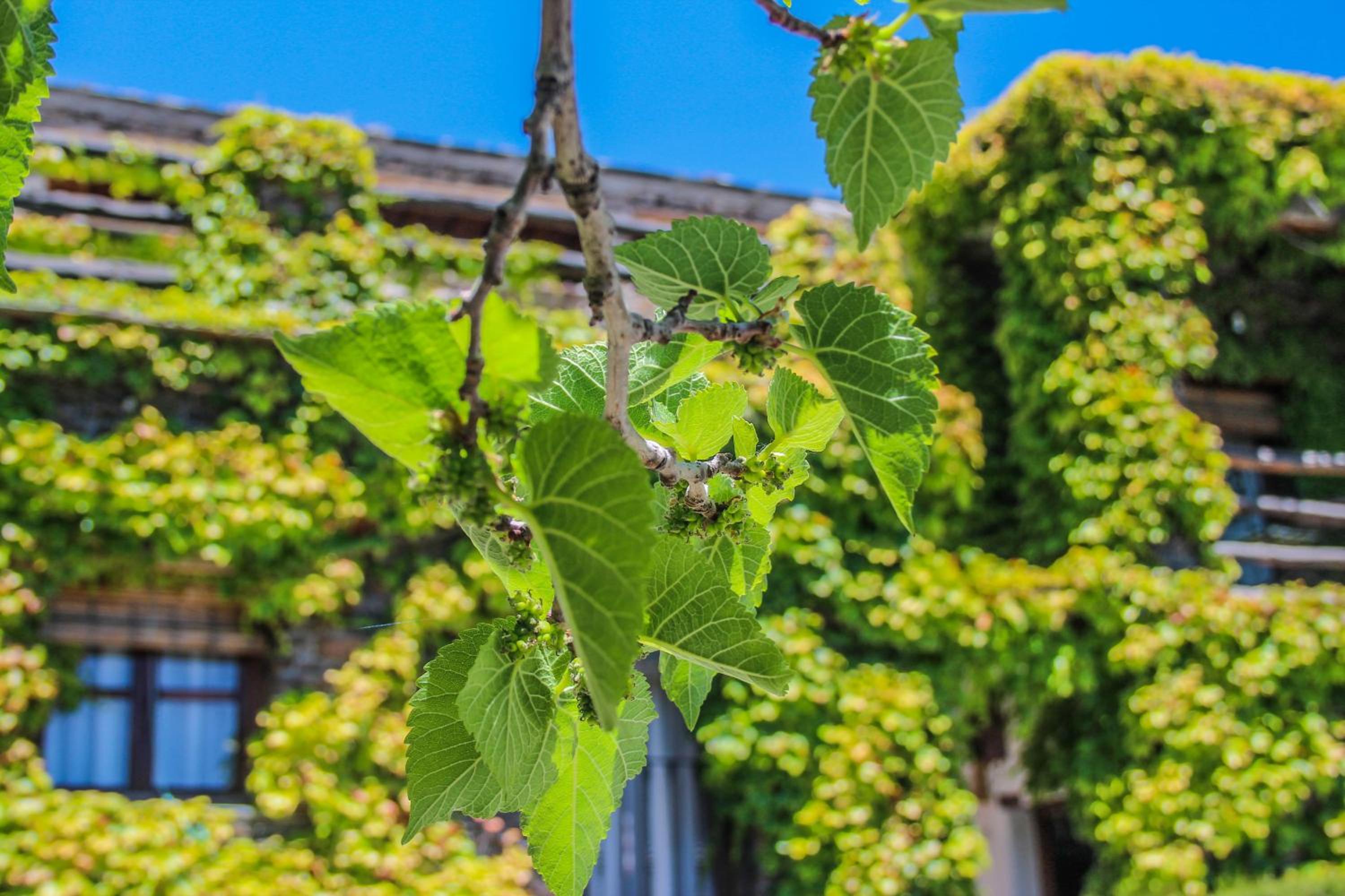 Casa Rural Catifalarga Alpujarra