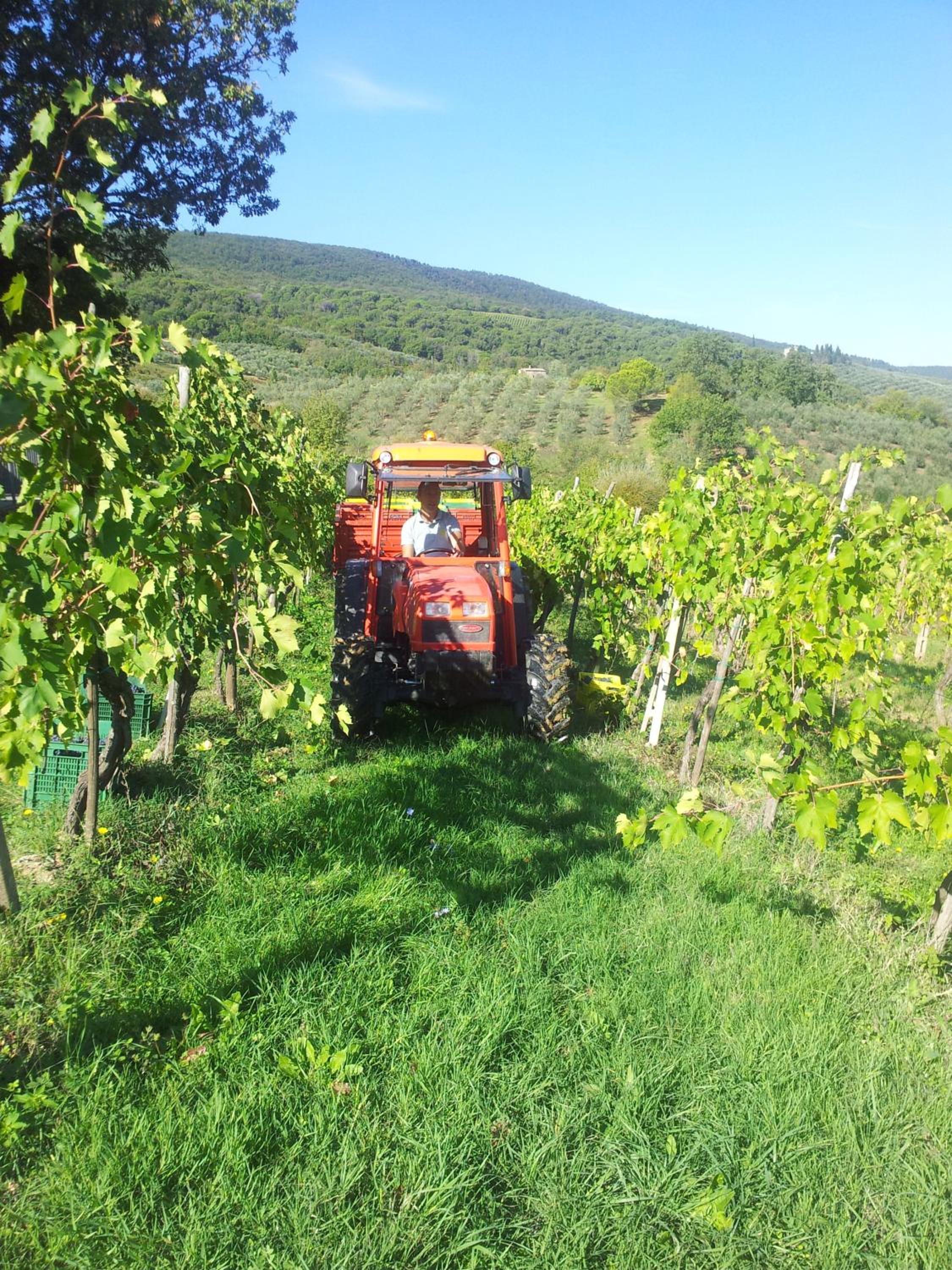 Podere Bellavista