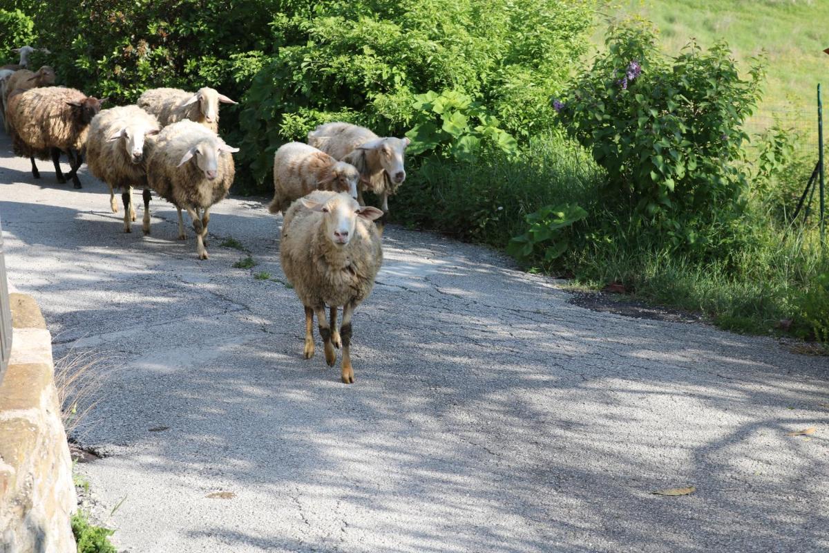 Photo 7
