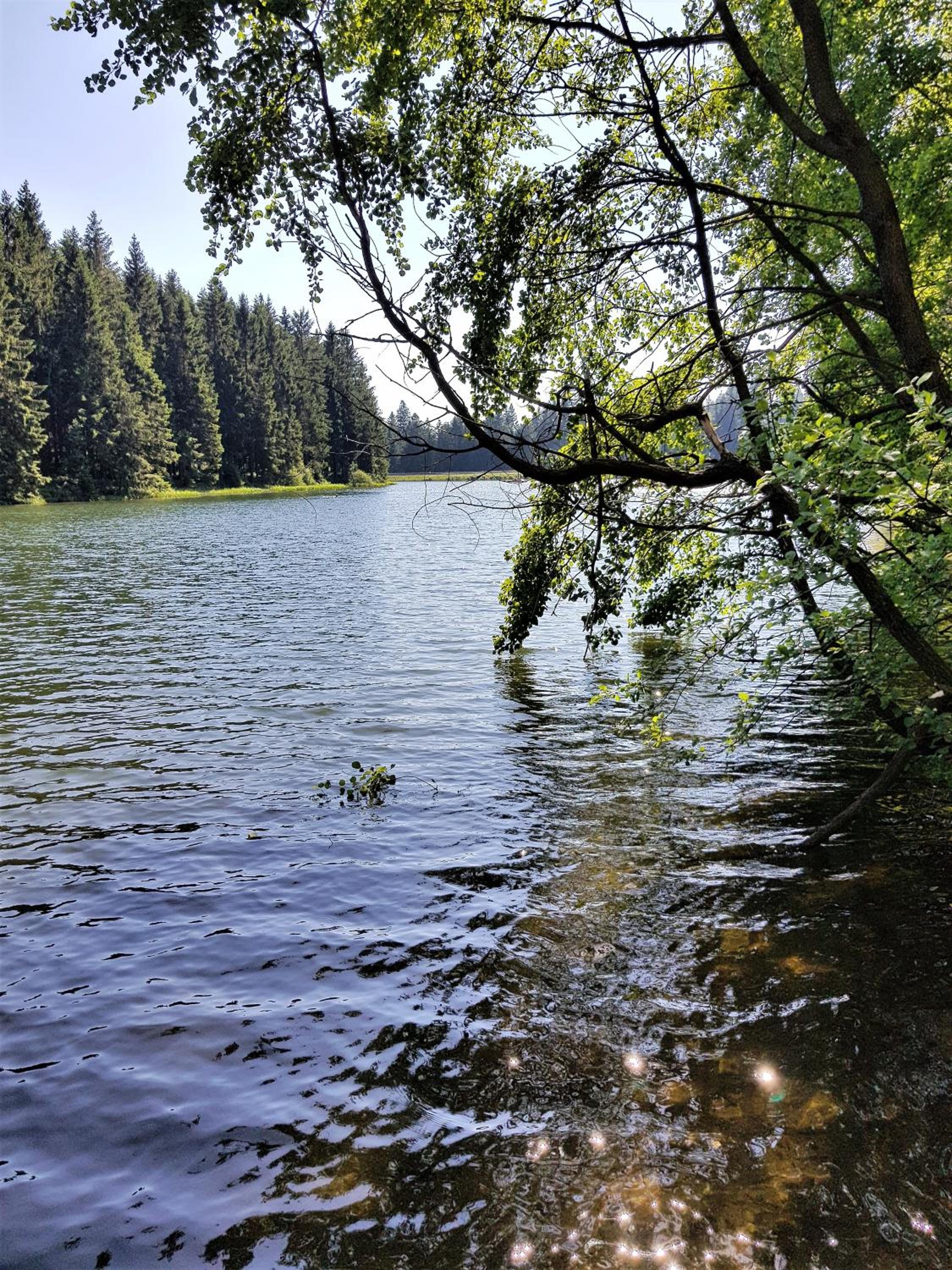 Grossdorf Ferienwohnung Waldsuite im Harz