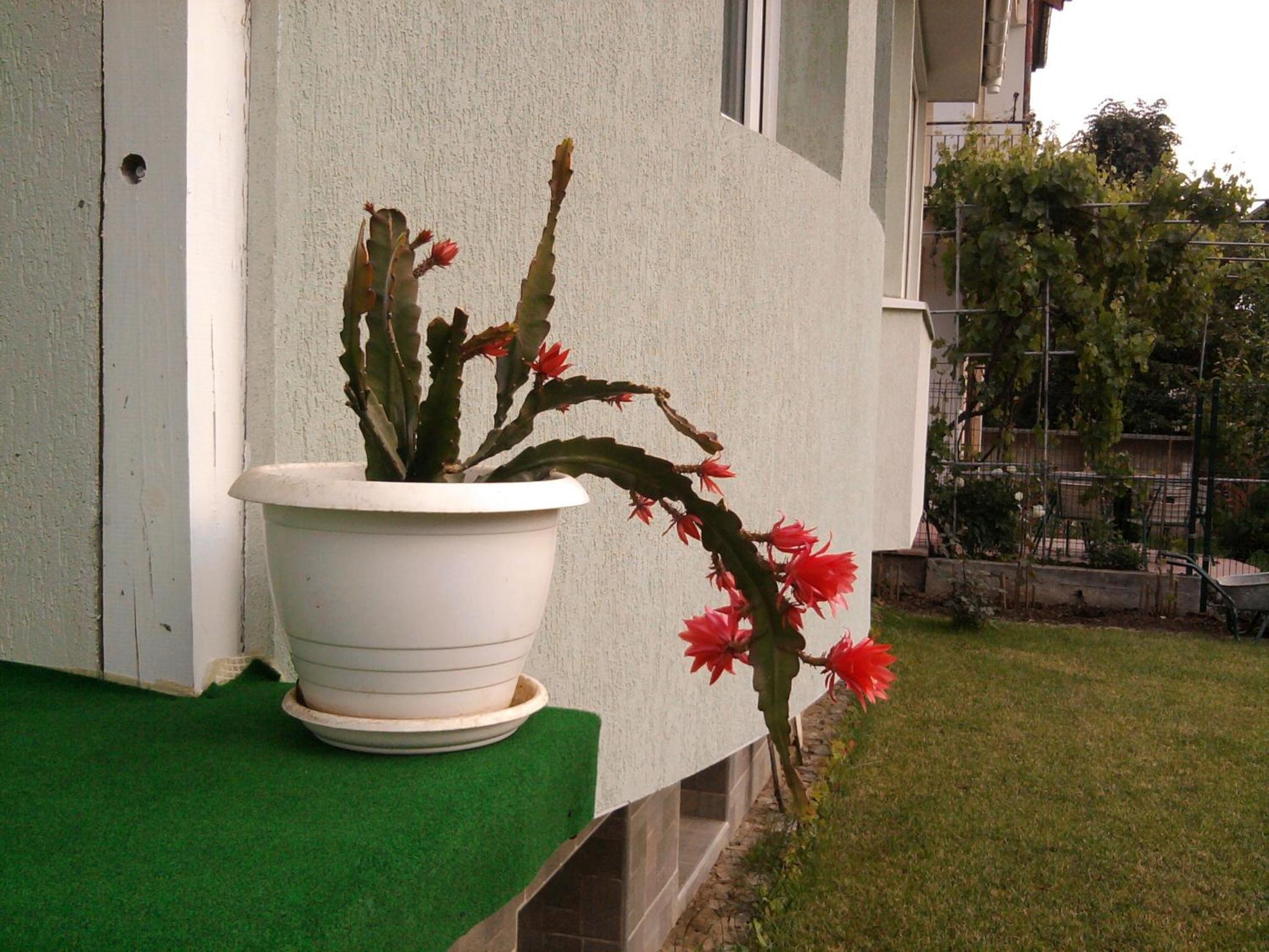Aleks Guest House