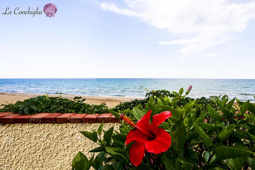 Casa la conchiglia sulla spiaggia view 5
