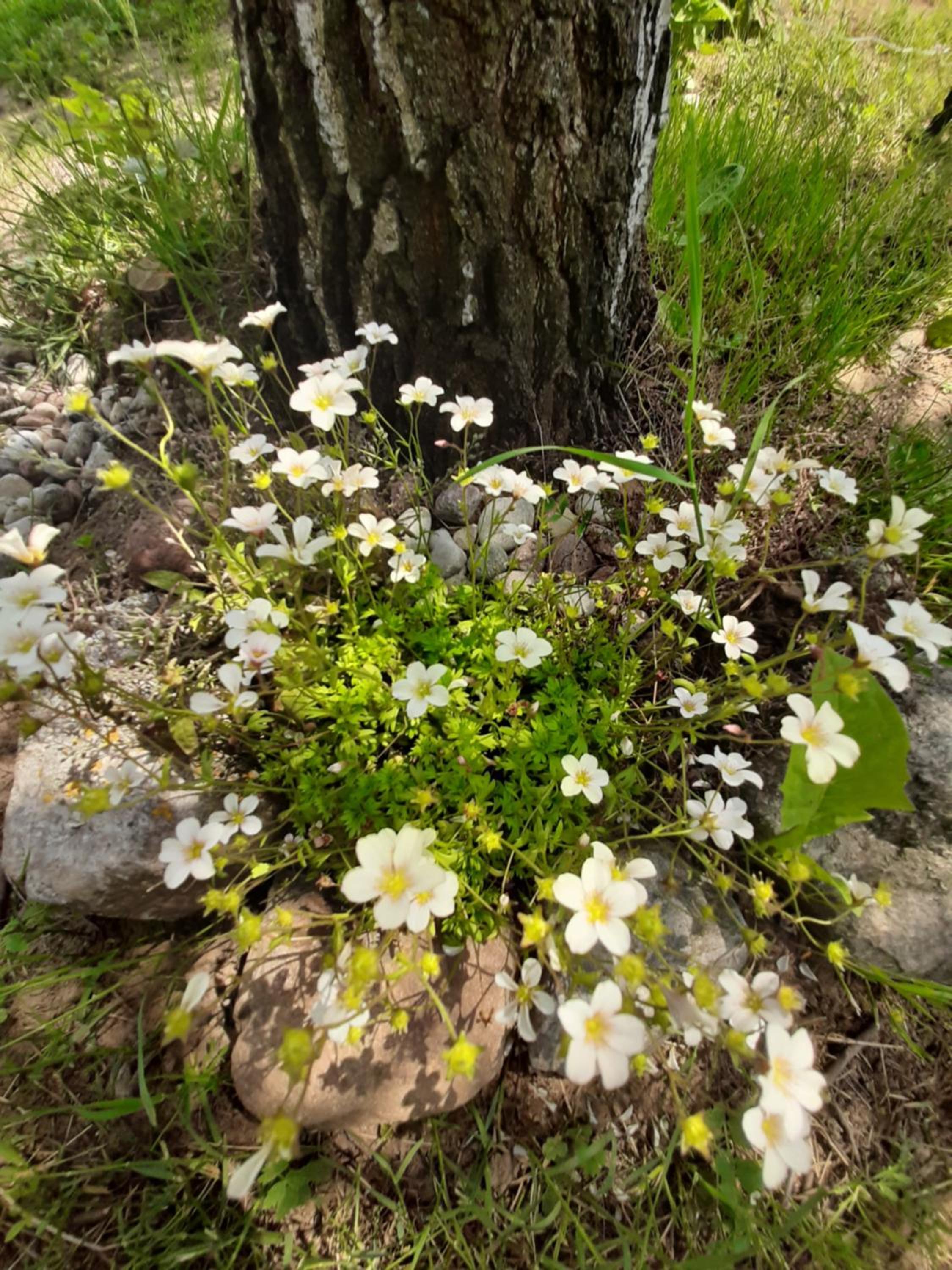 Photo 42
