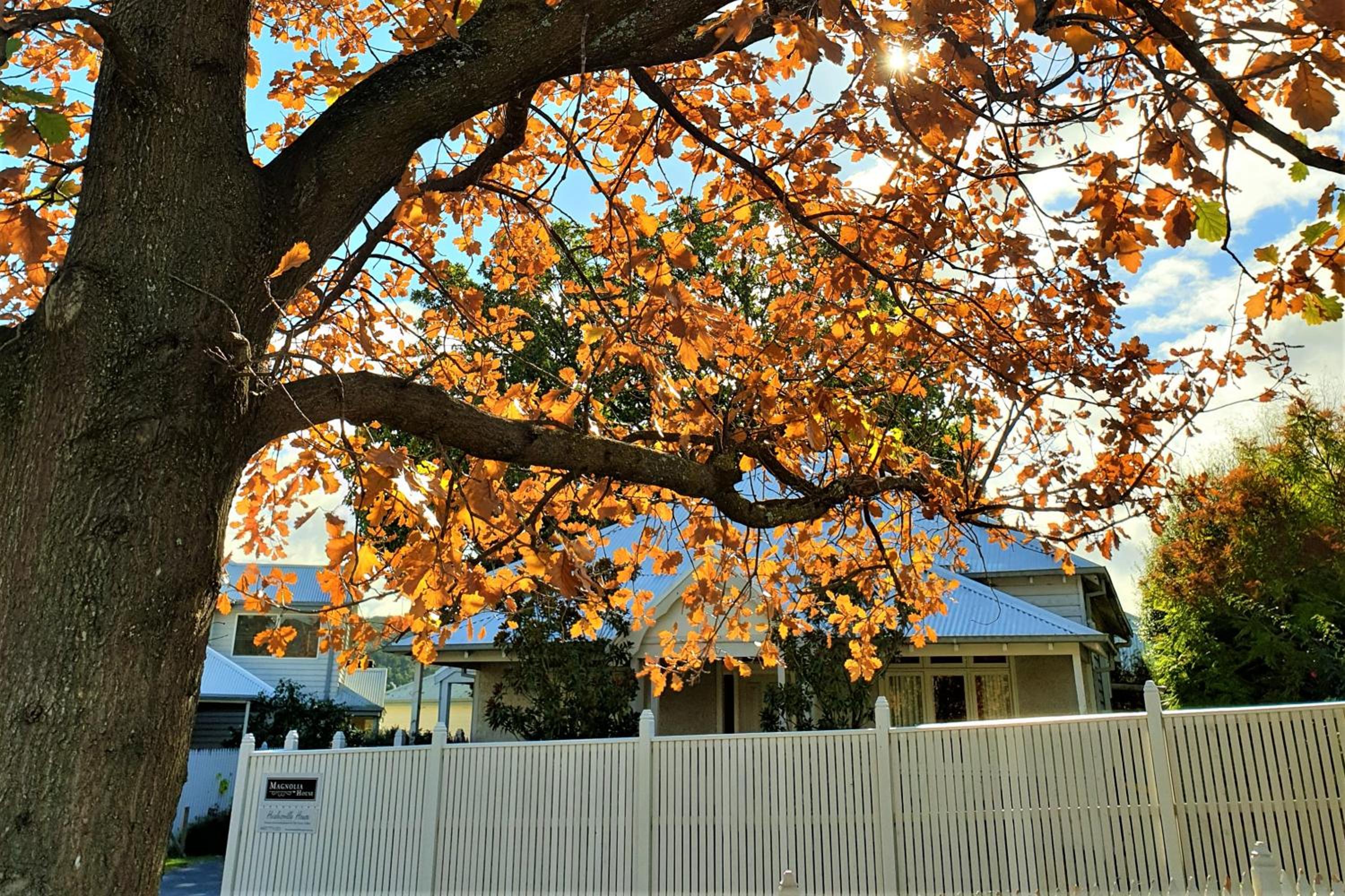 Healesville House - Magnolia House