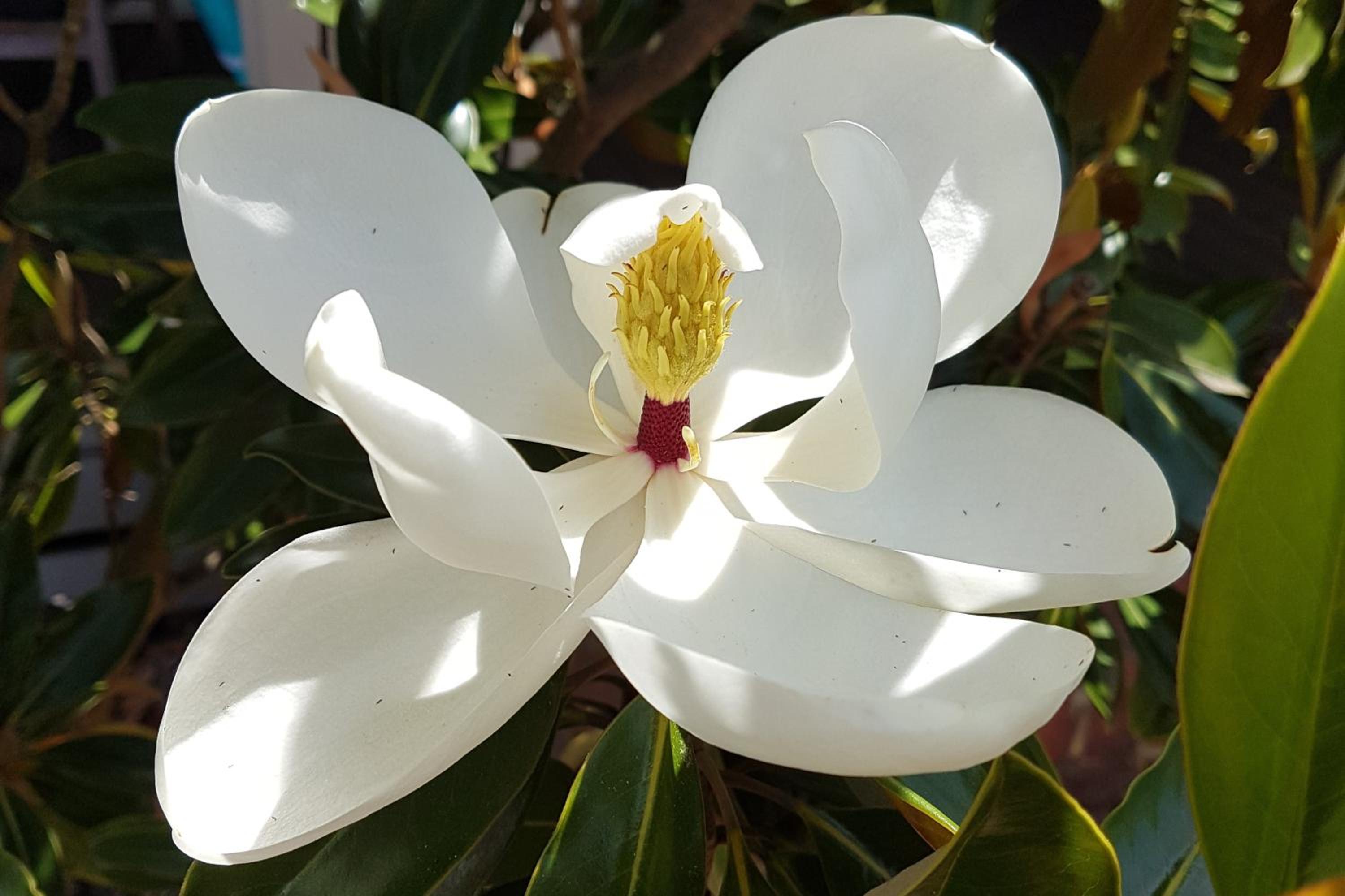 Healesville House - Magnolia House