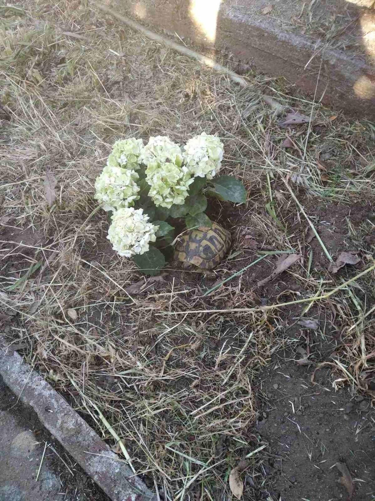 Photo 38