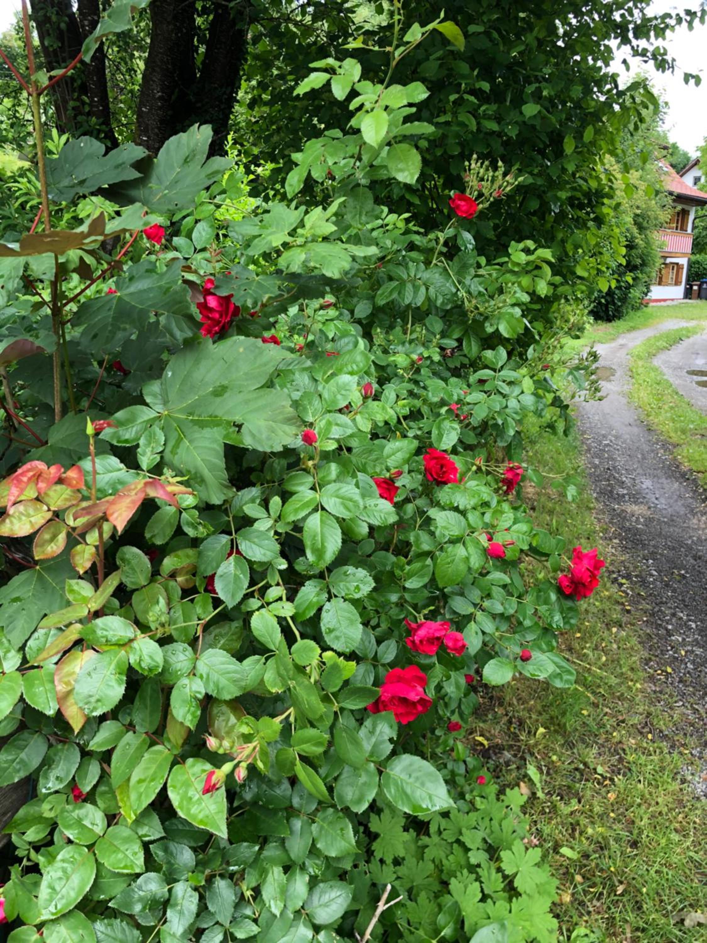 Pia's Nature Retreat
