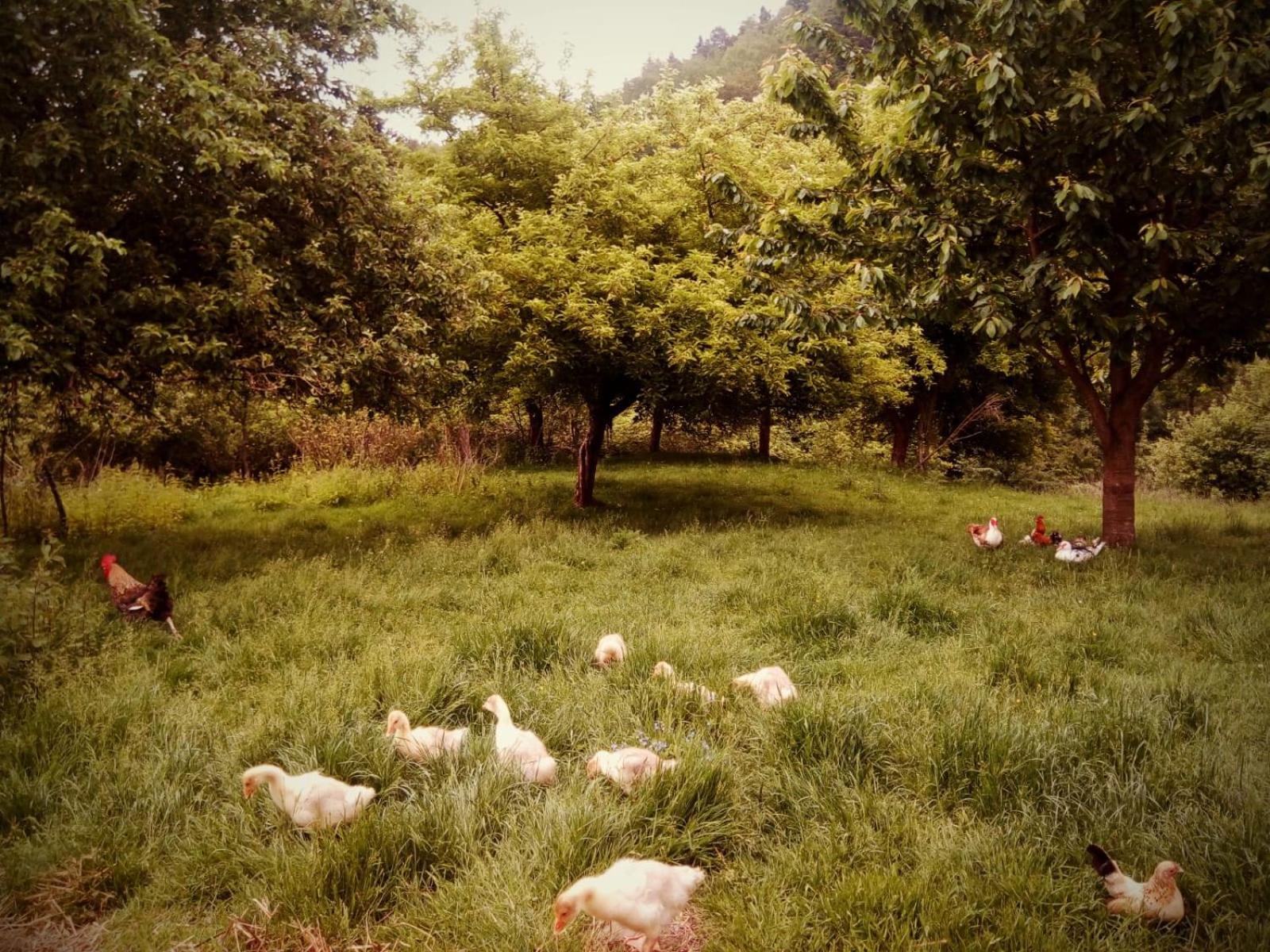 Photo 25