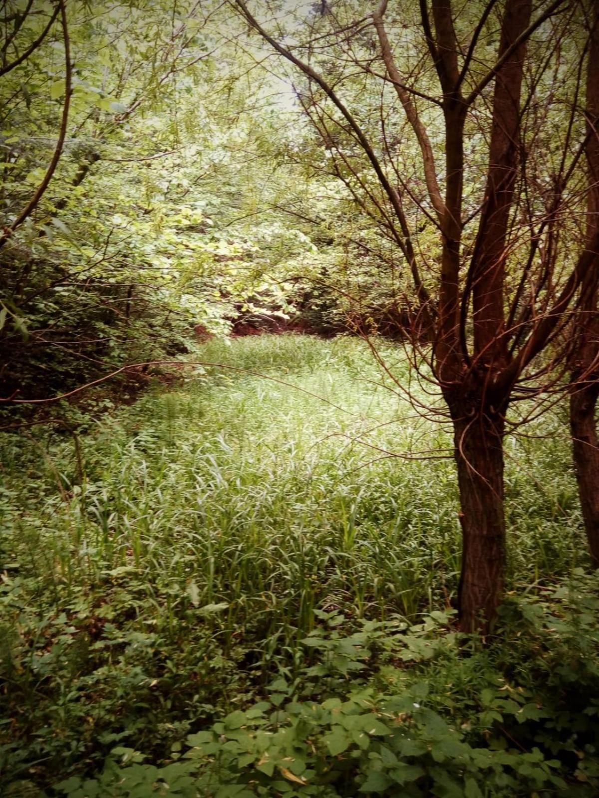 Photo 48