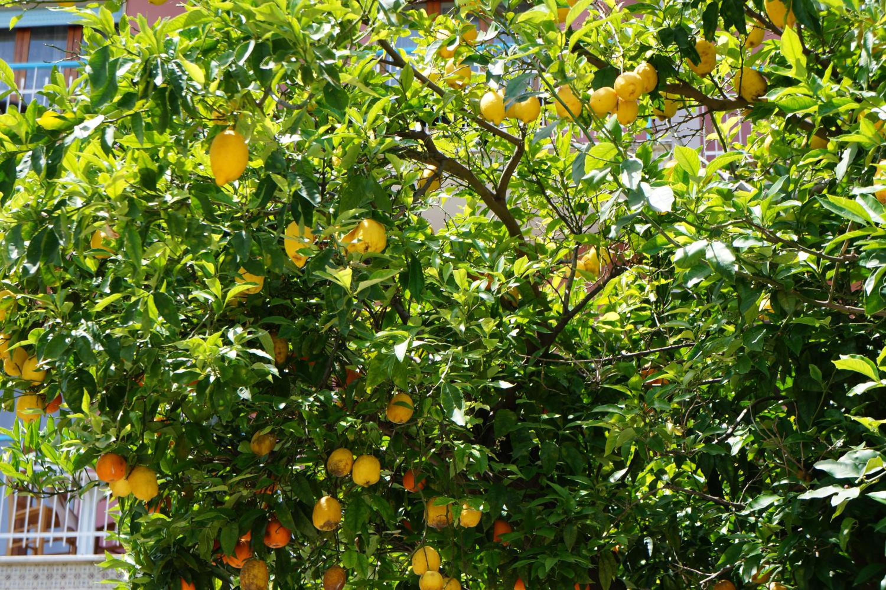 Villa Susy Relais photo 3
