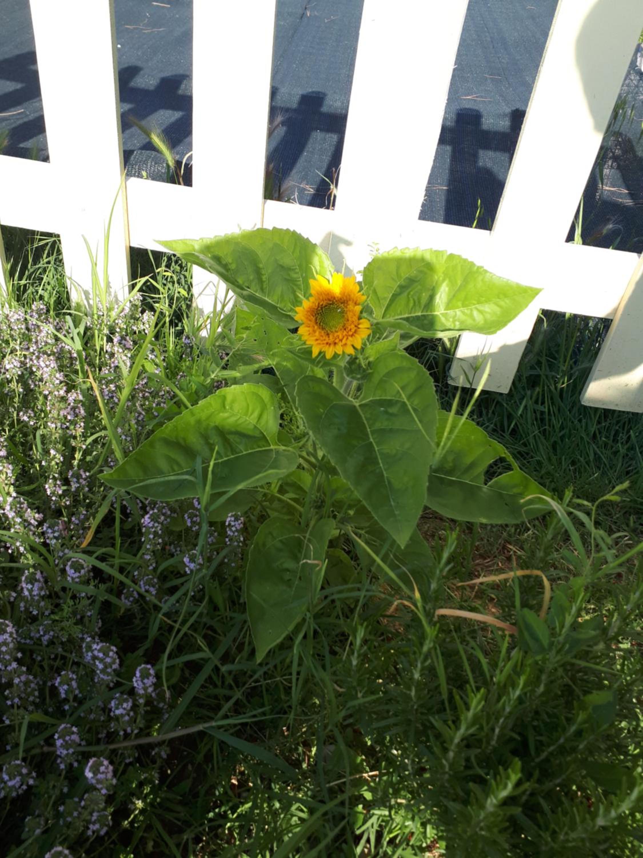 Photo 27