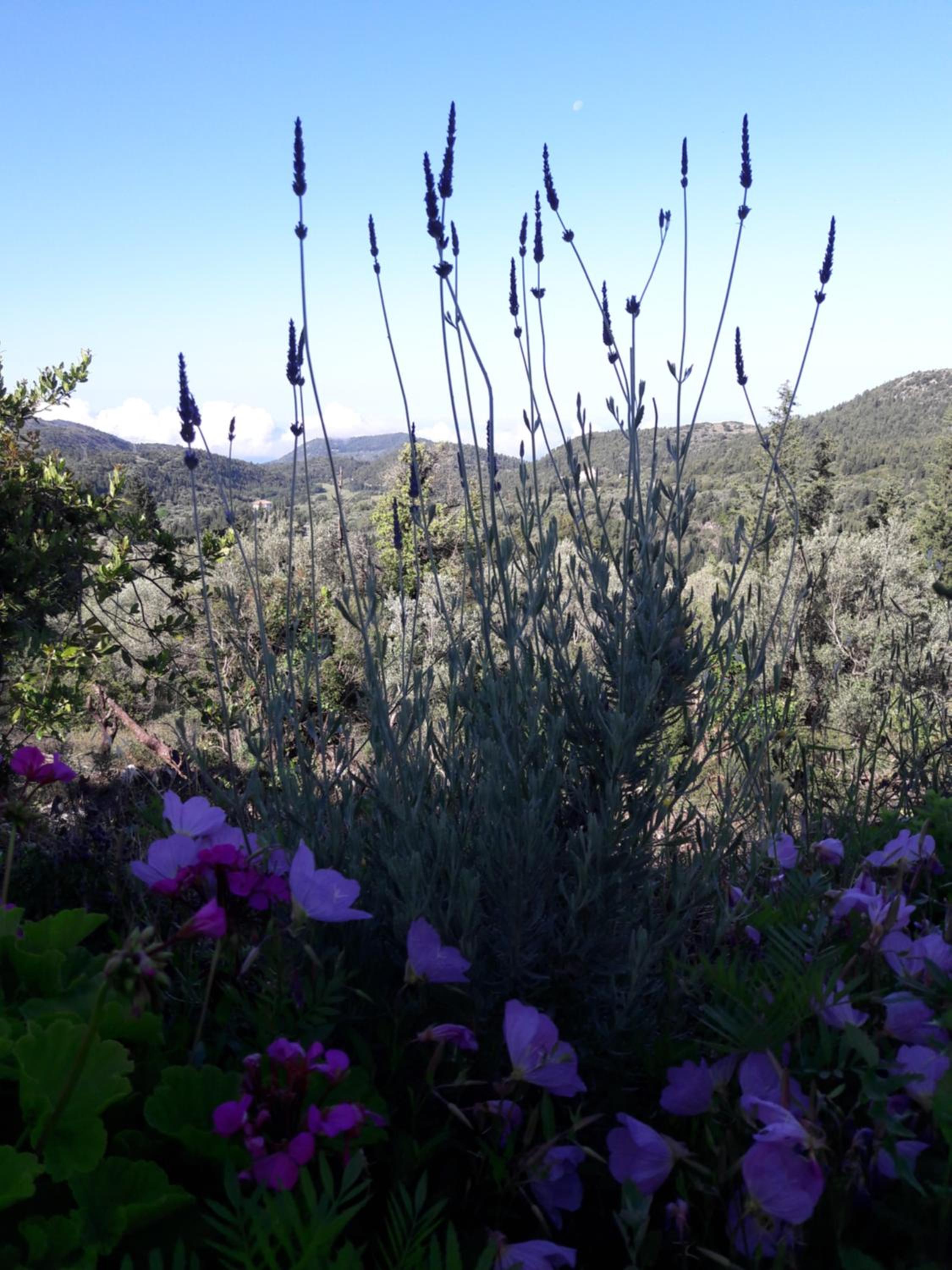 Alexia's house view 3