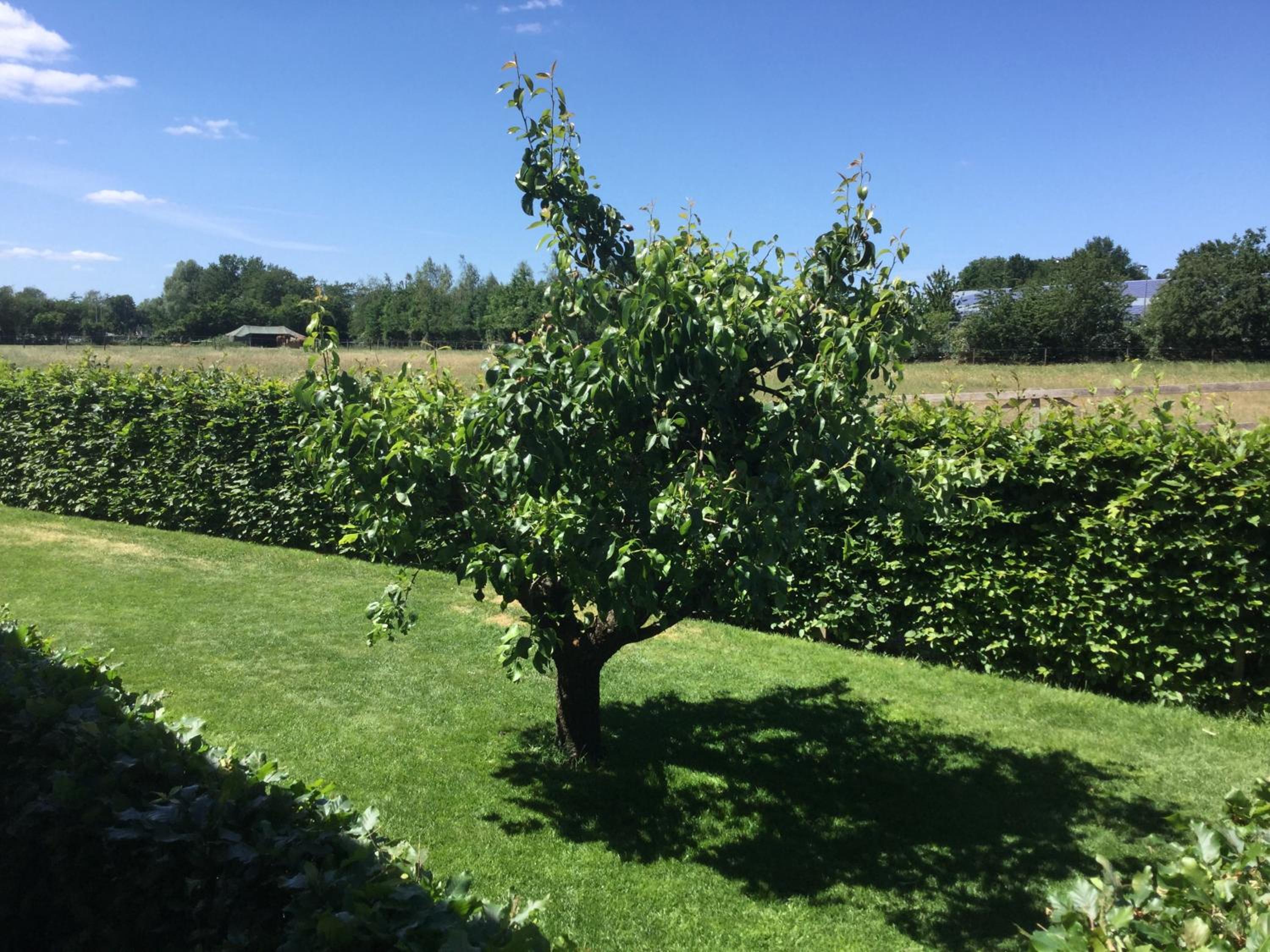Photo 19
