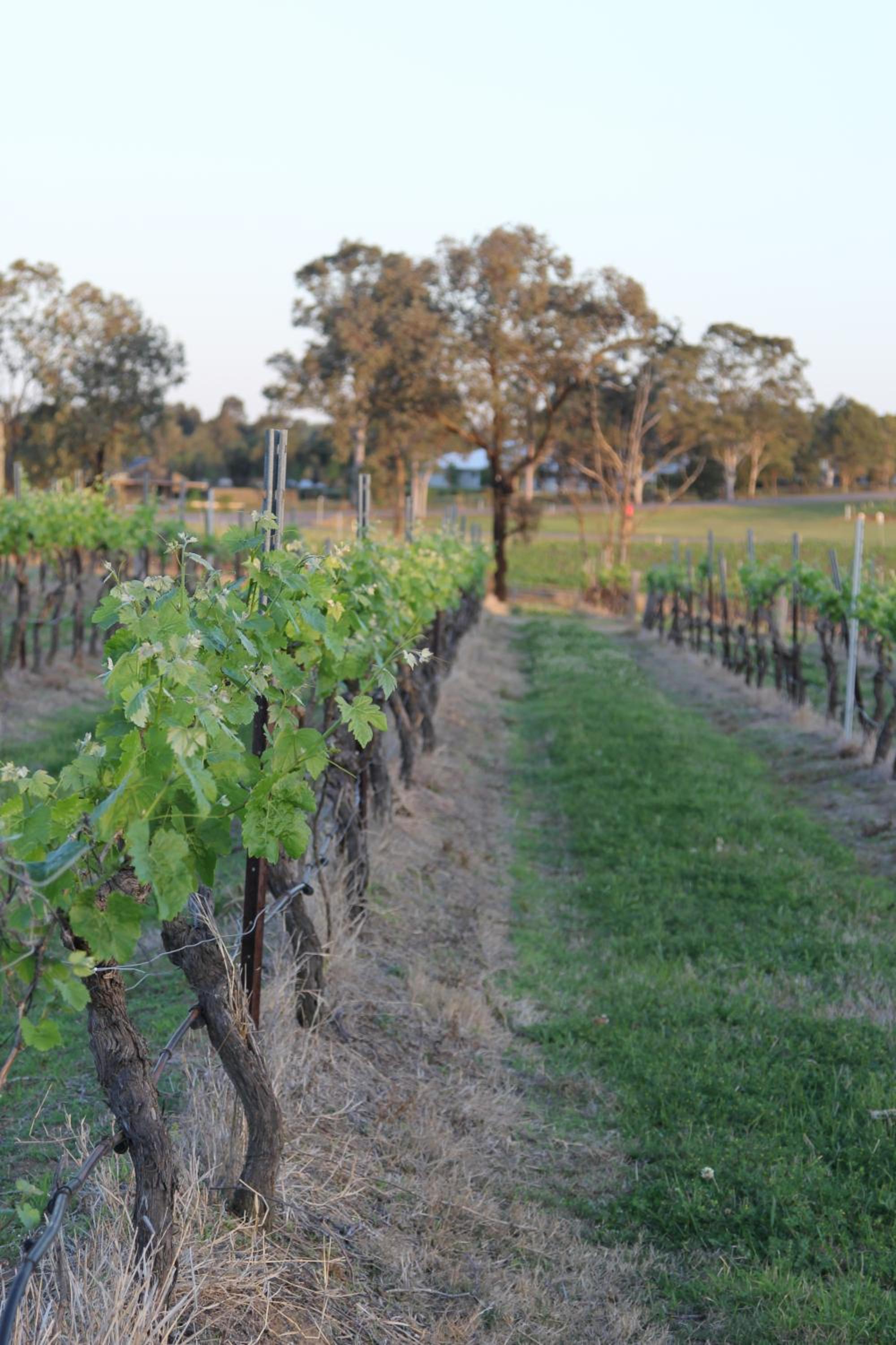 Blueberry Hill Vineyard Stay