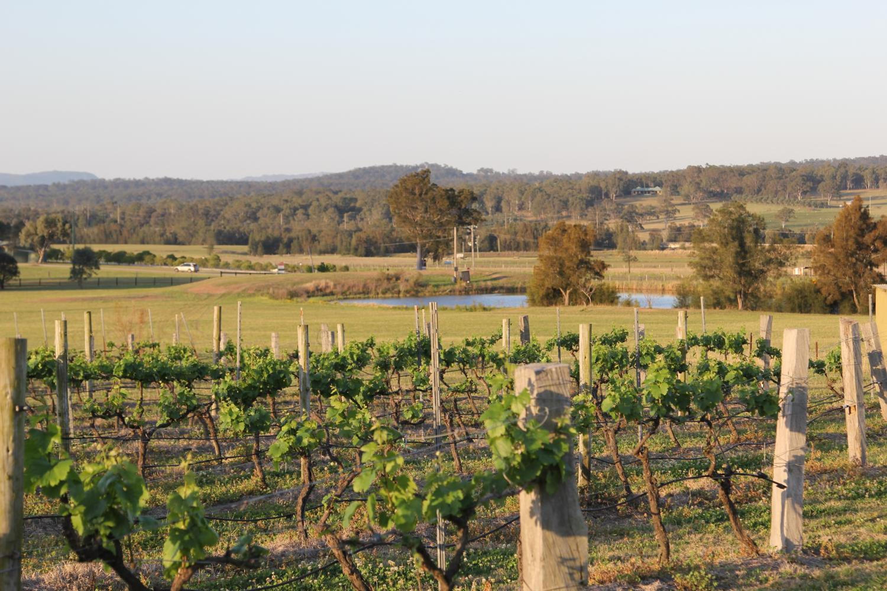 Blueberry Hill Vineyard Stay