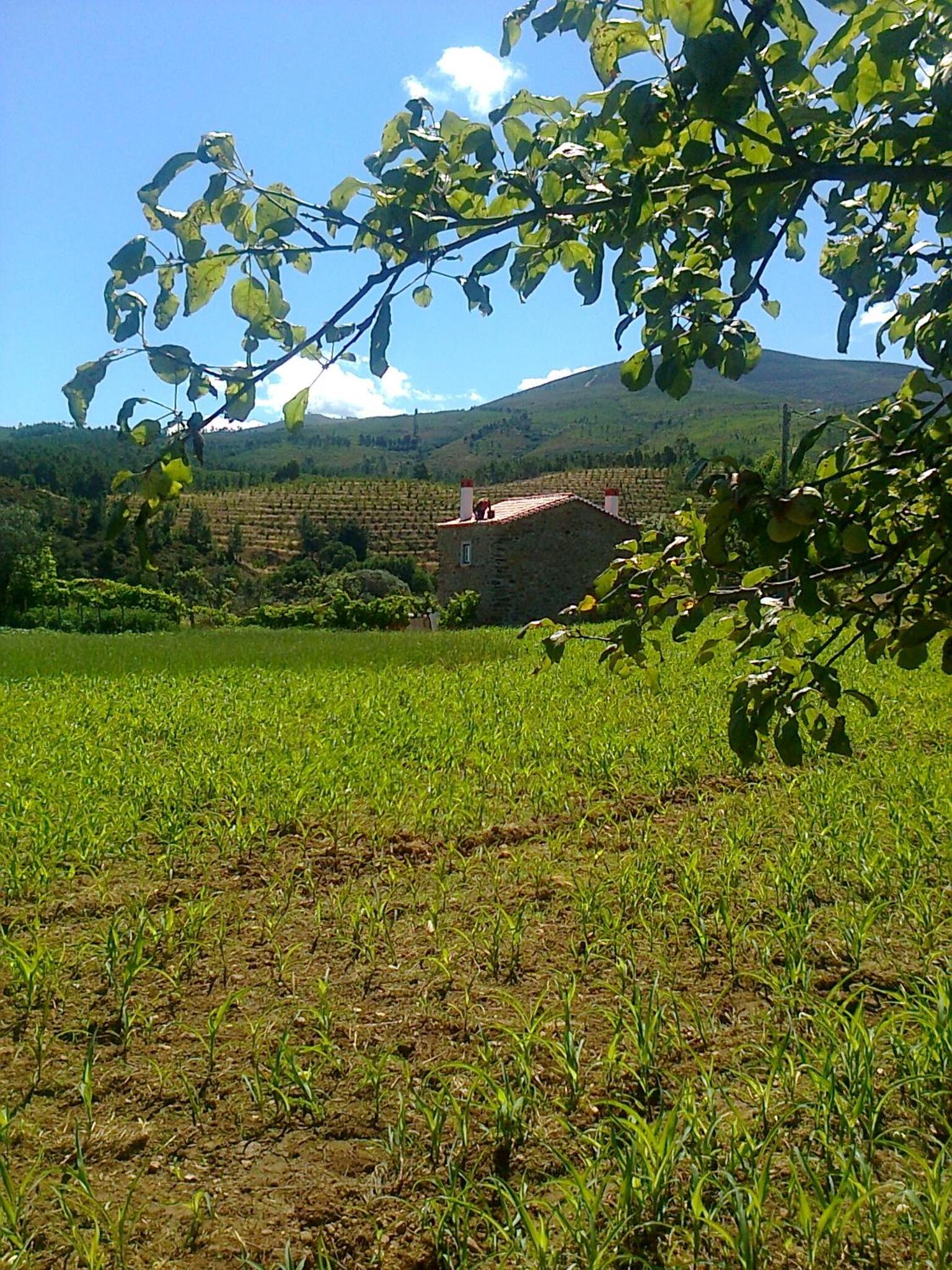 Casa Do Salgueiral view 4