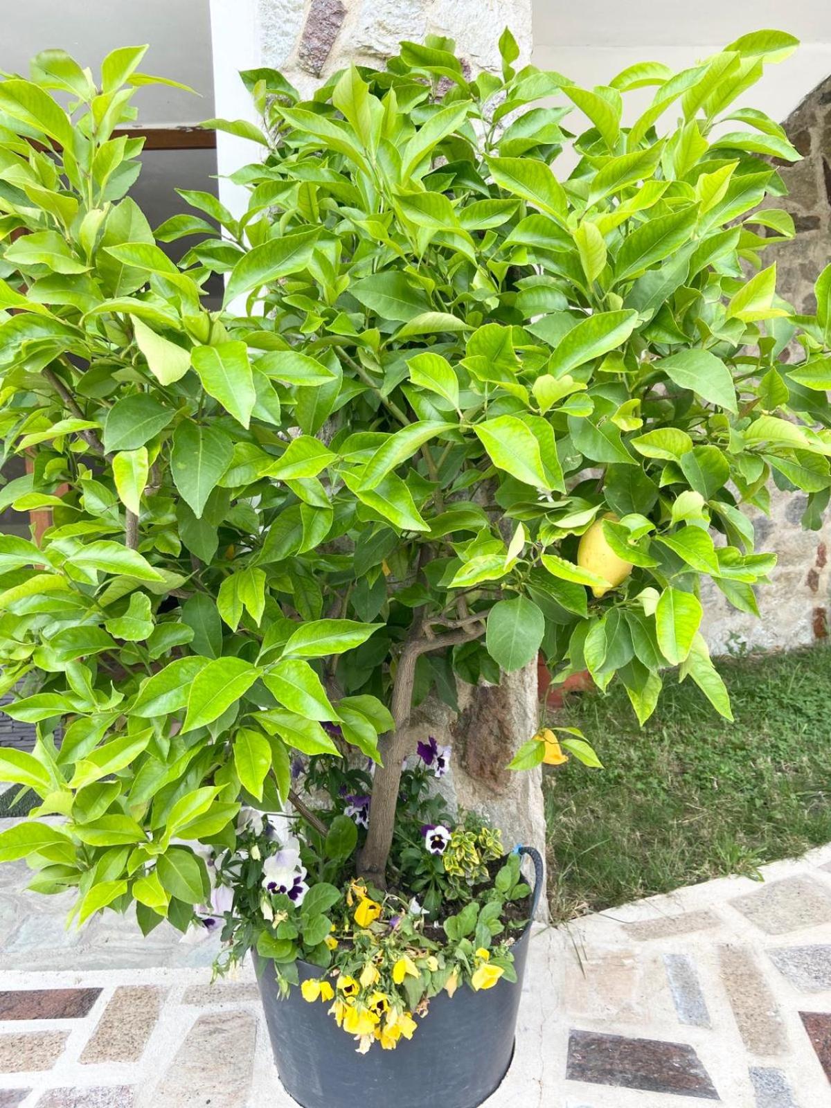 Photo 19