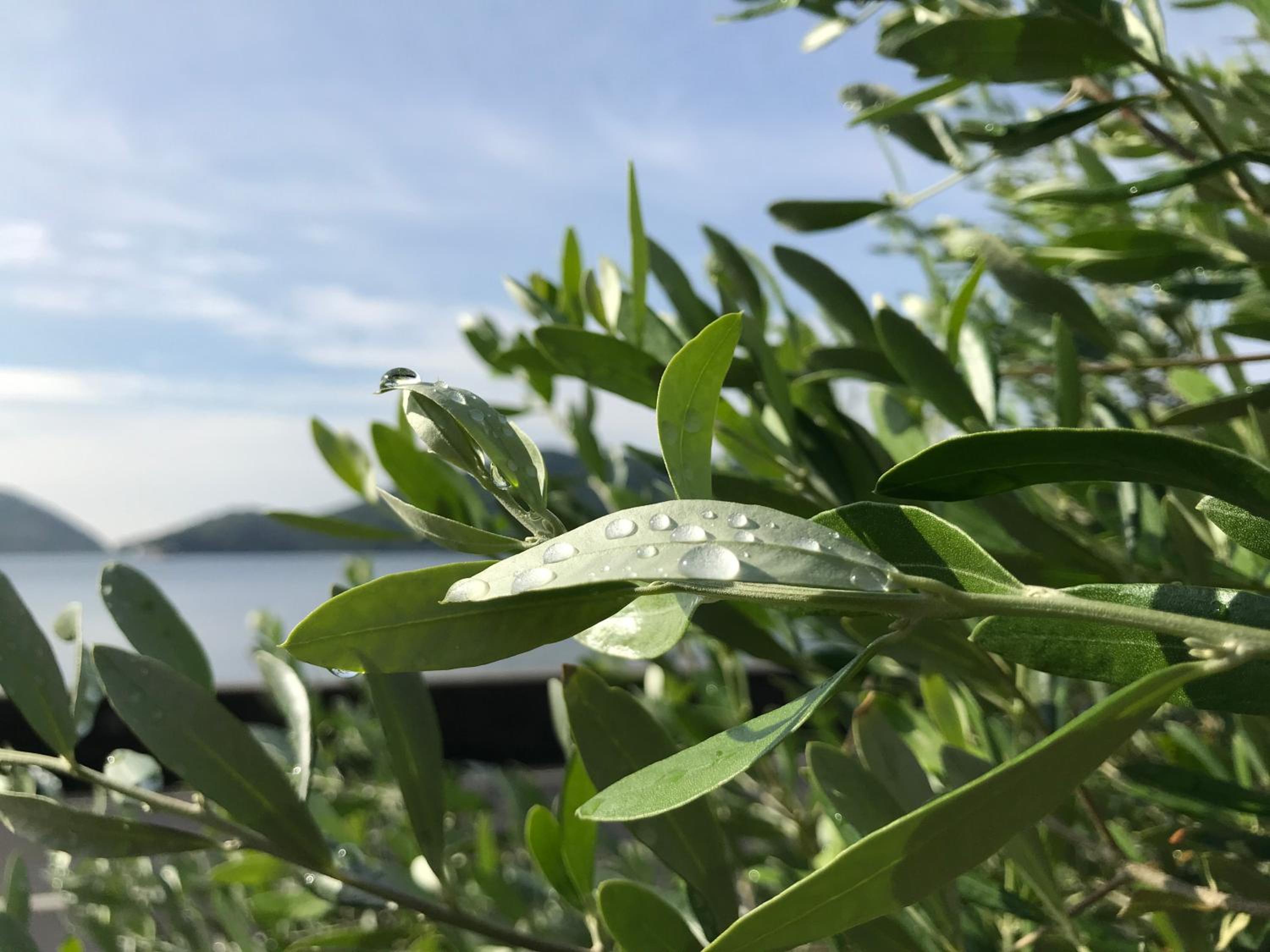Shodoshima Olive Youth Hostel