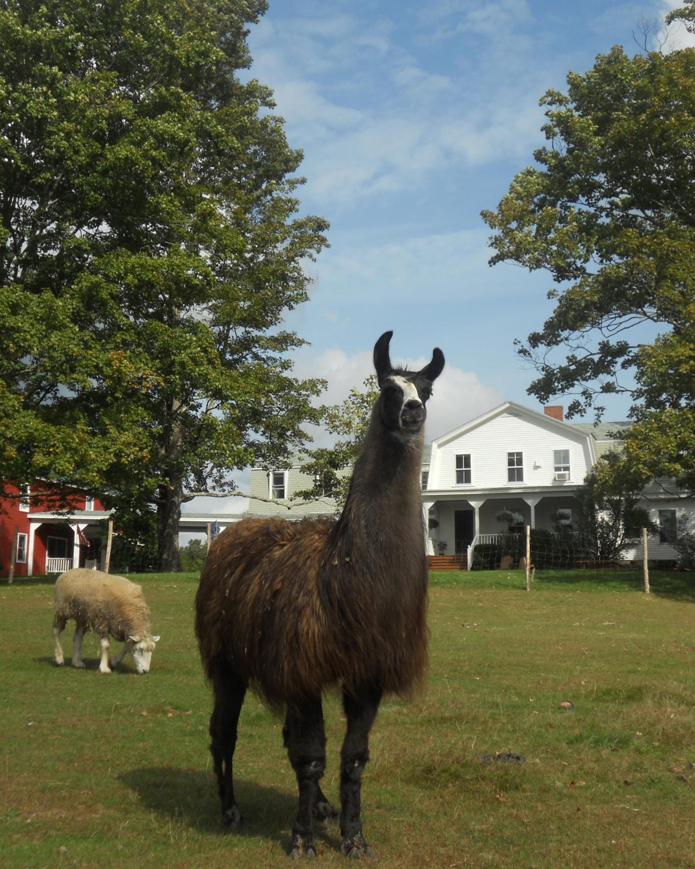Maple Hill Farm Inn