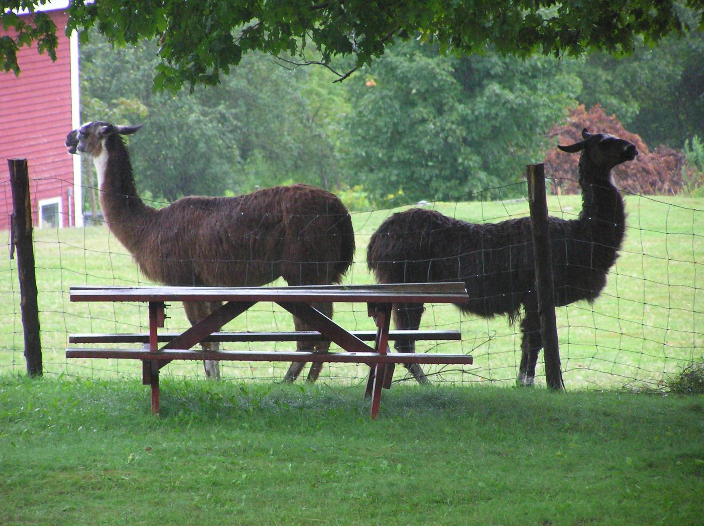 Maple Hill Farm Inn