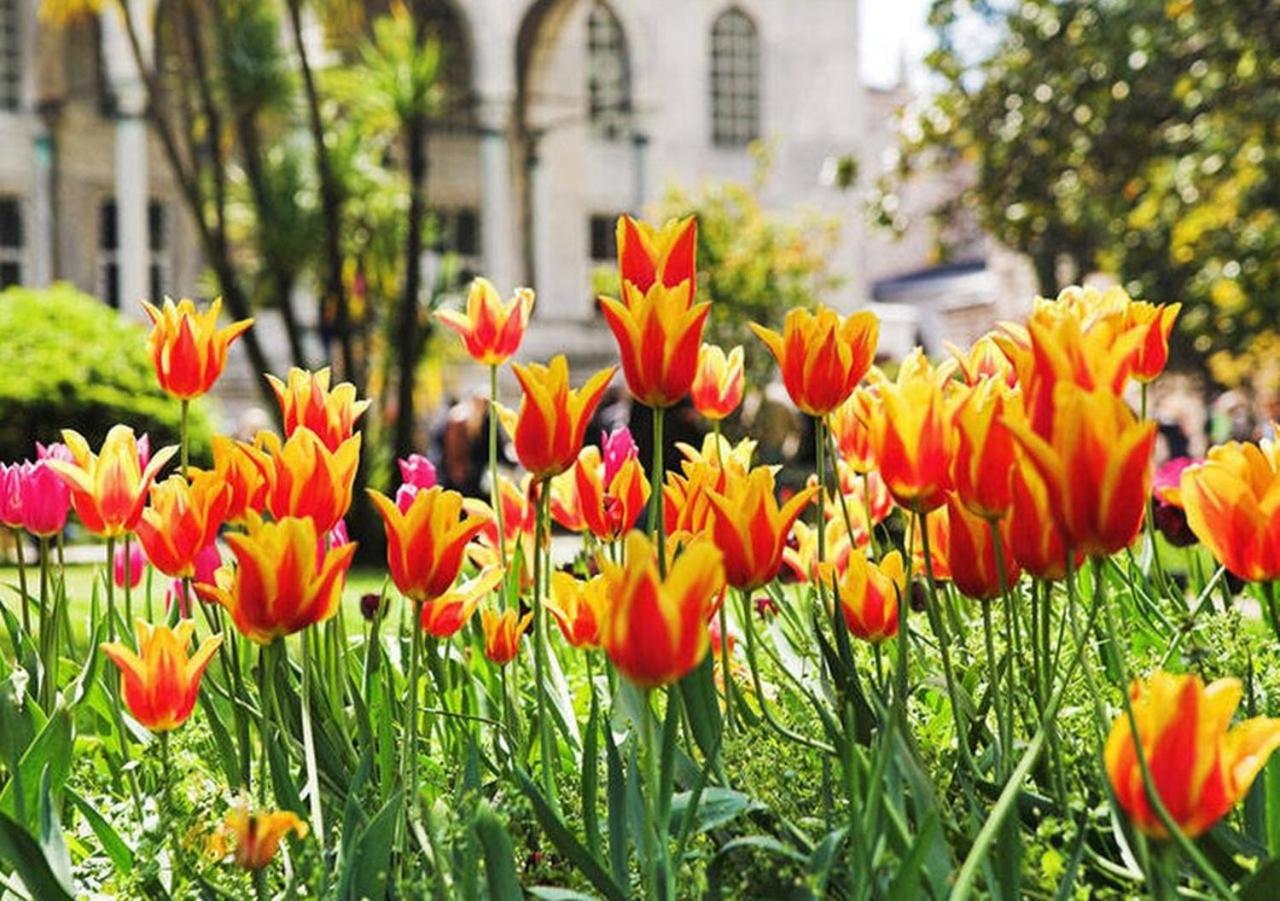 Artefes Otel Eski Şehir - Image 122