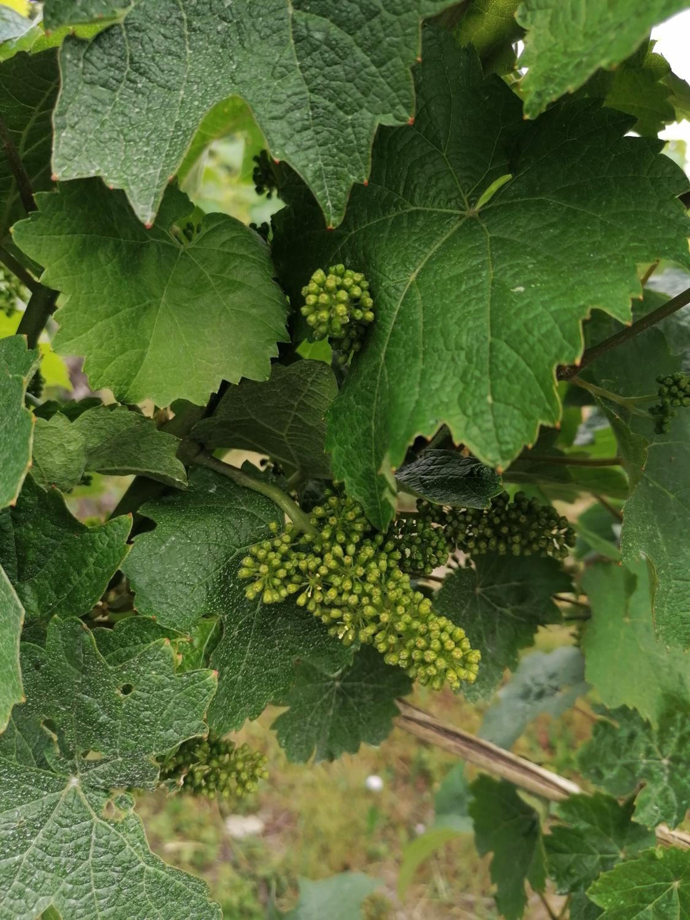 Weingut Tiliahof