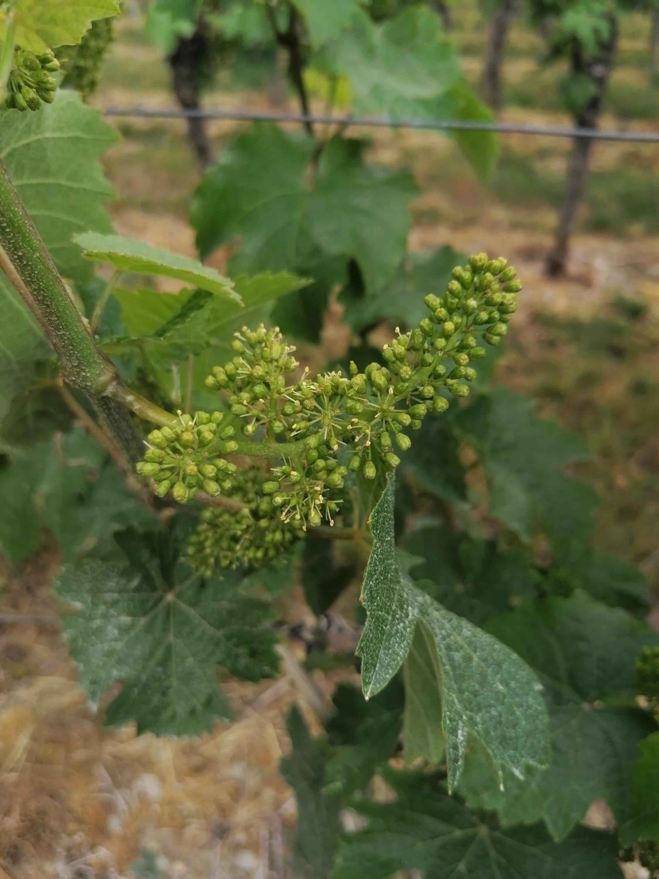 Weingut Tiliahof