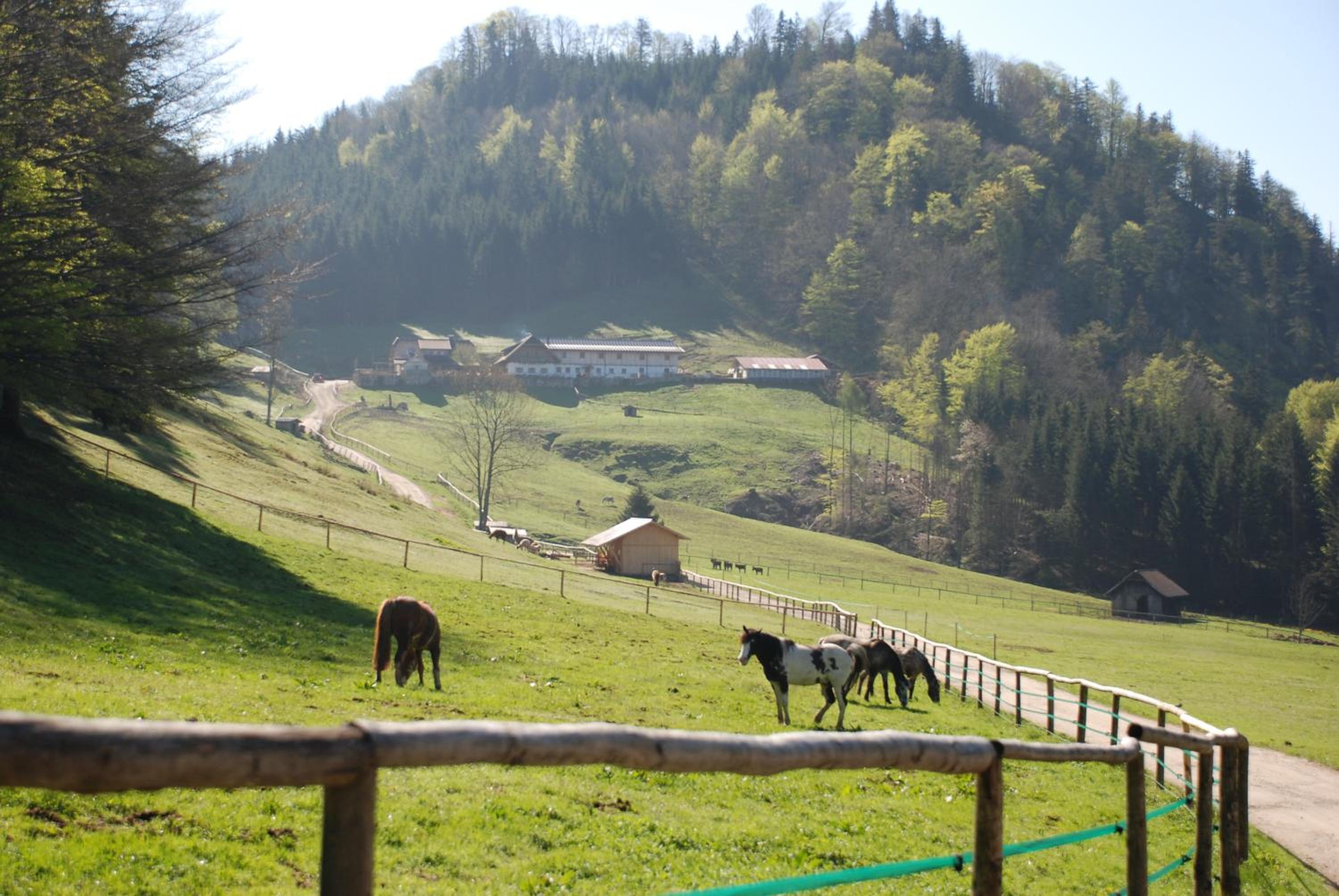 Ferienwohnung Hochsteinalm