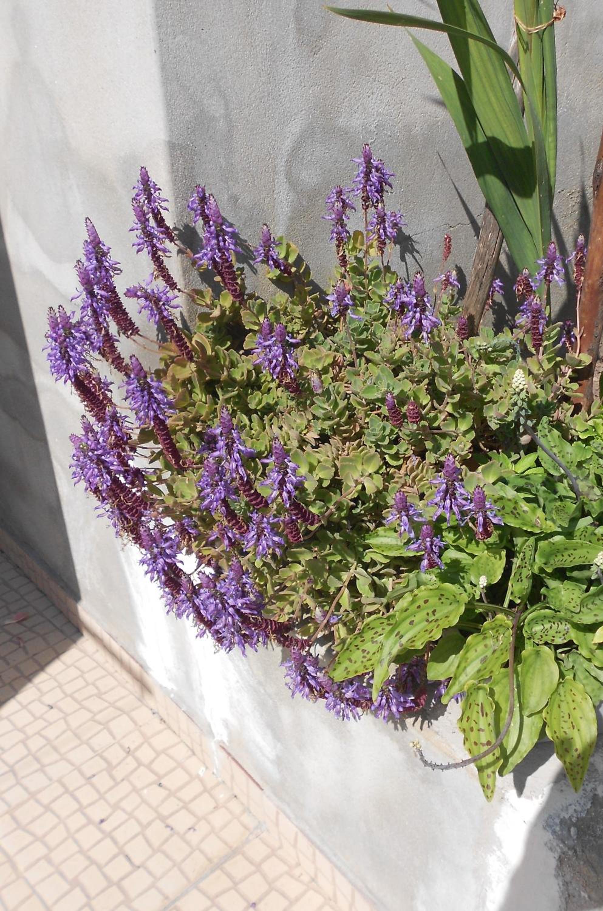 Photo 42