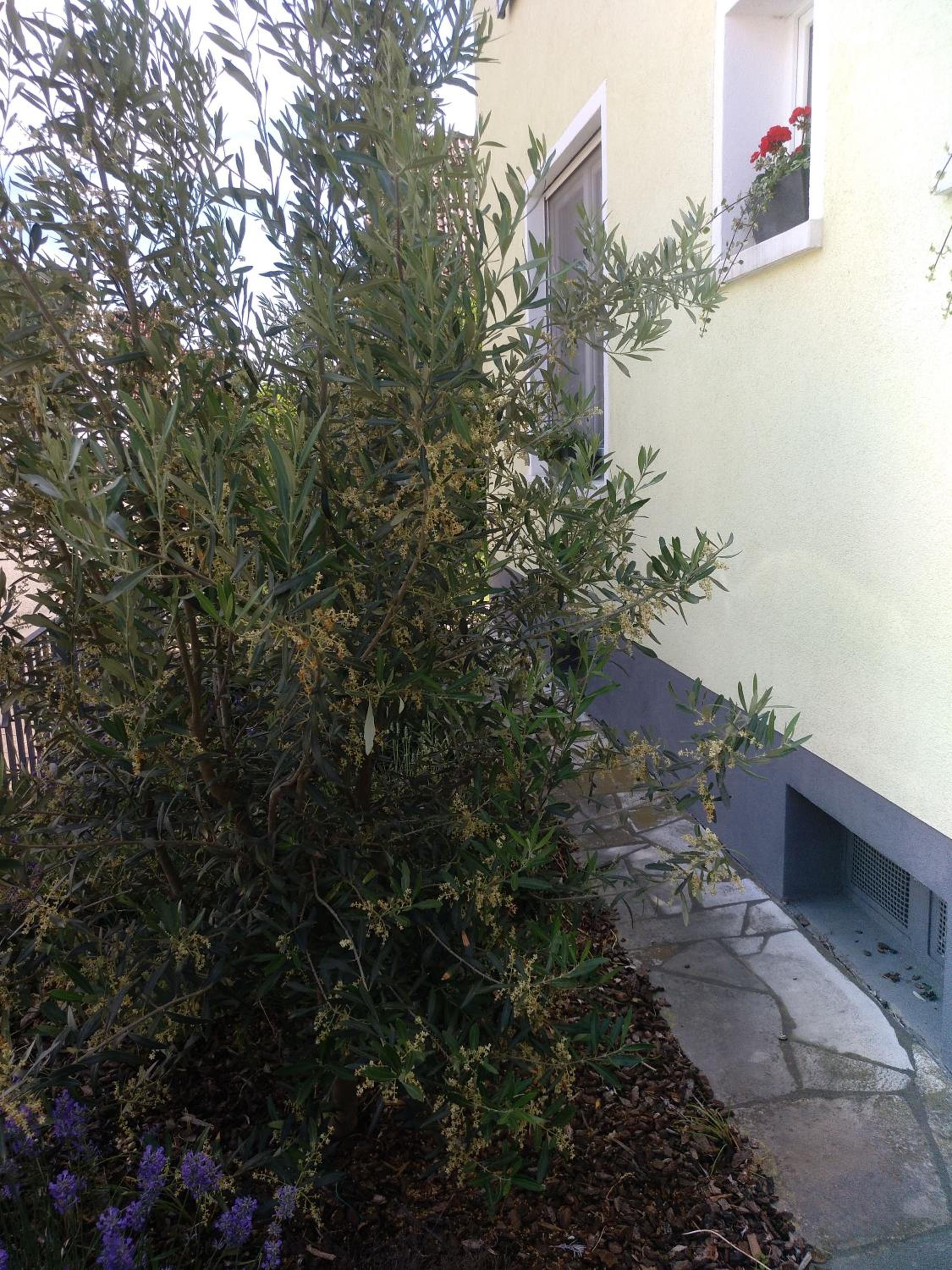 Kakteengarten