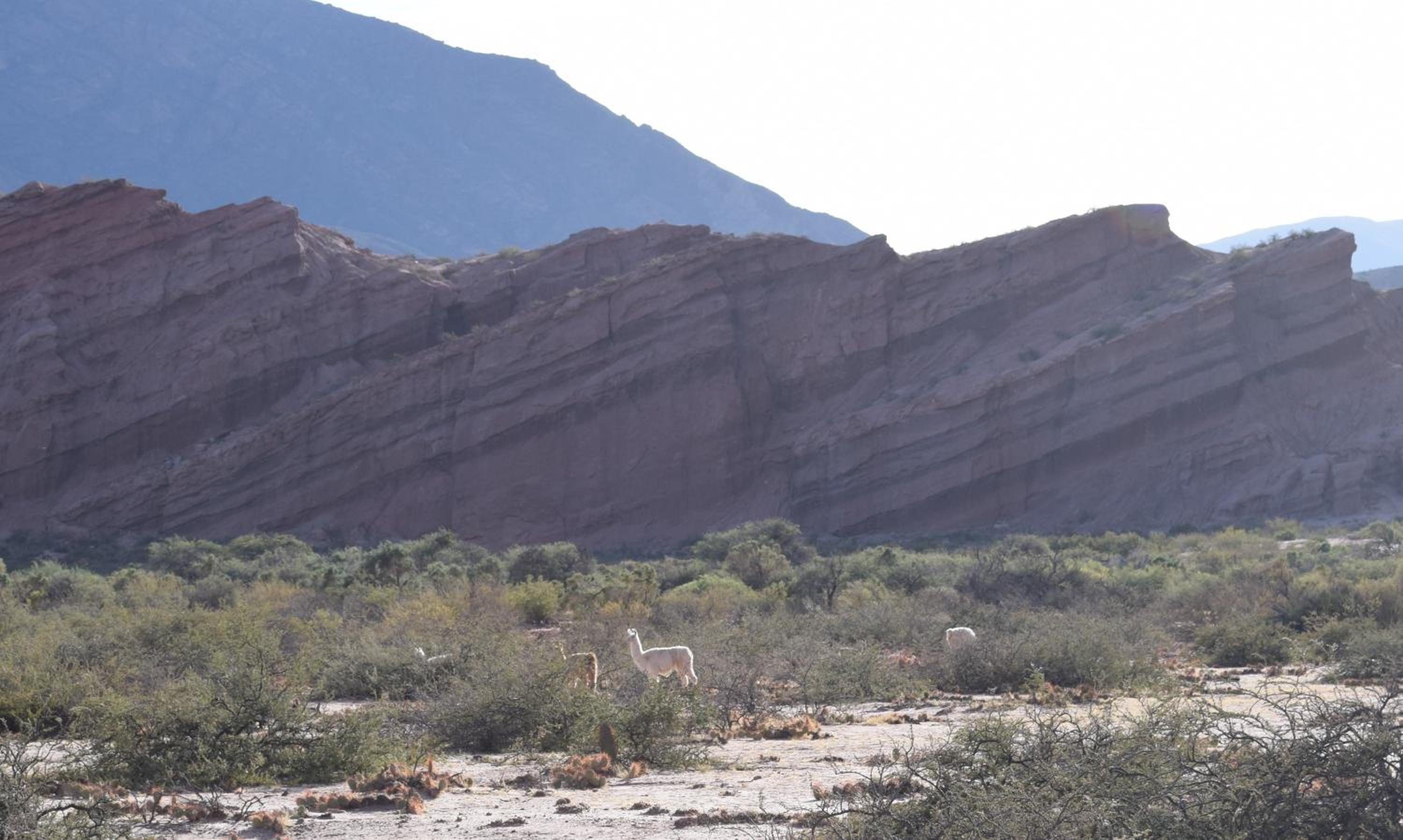 BELLA VISTA - CAFAYATE