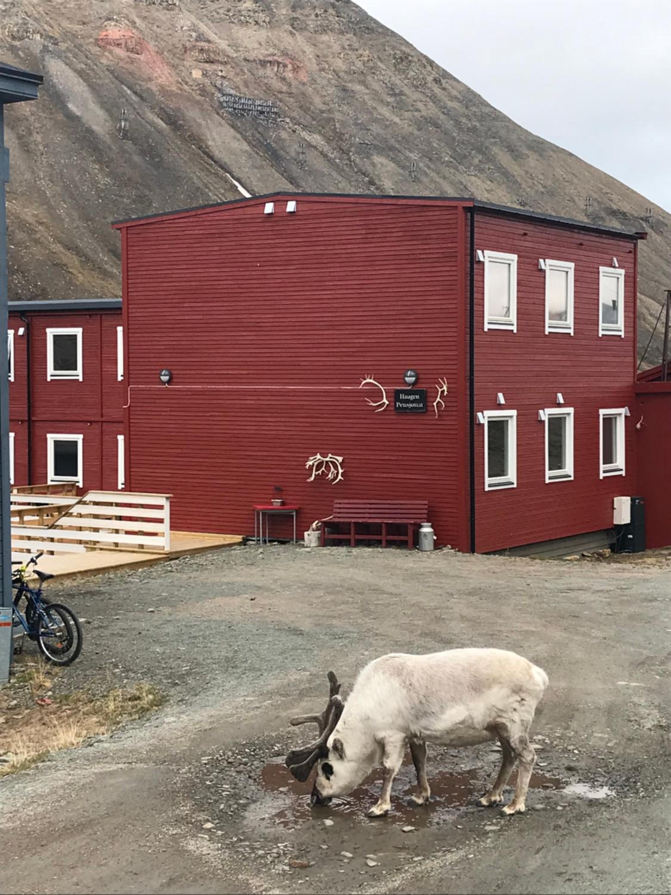 Haugen Pensjonat Svalbard