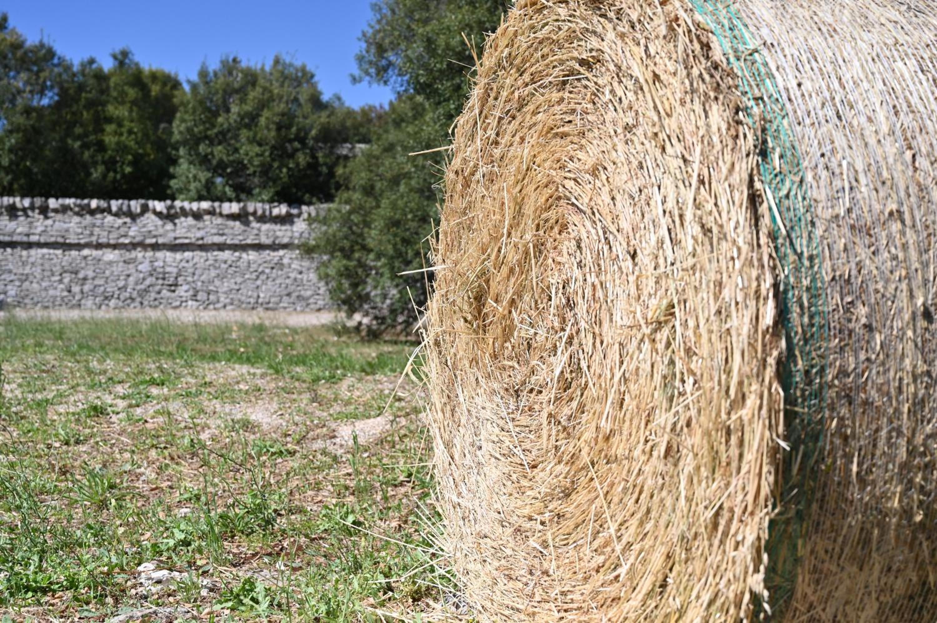 Agriturismo Iazzo Scagno