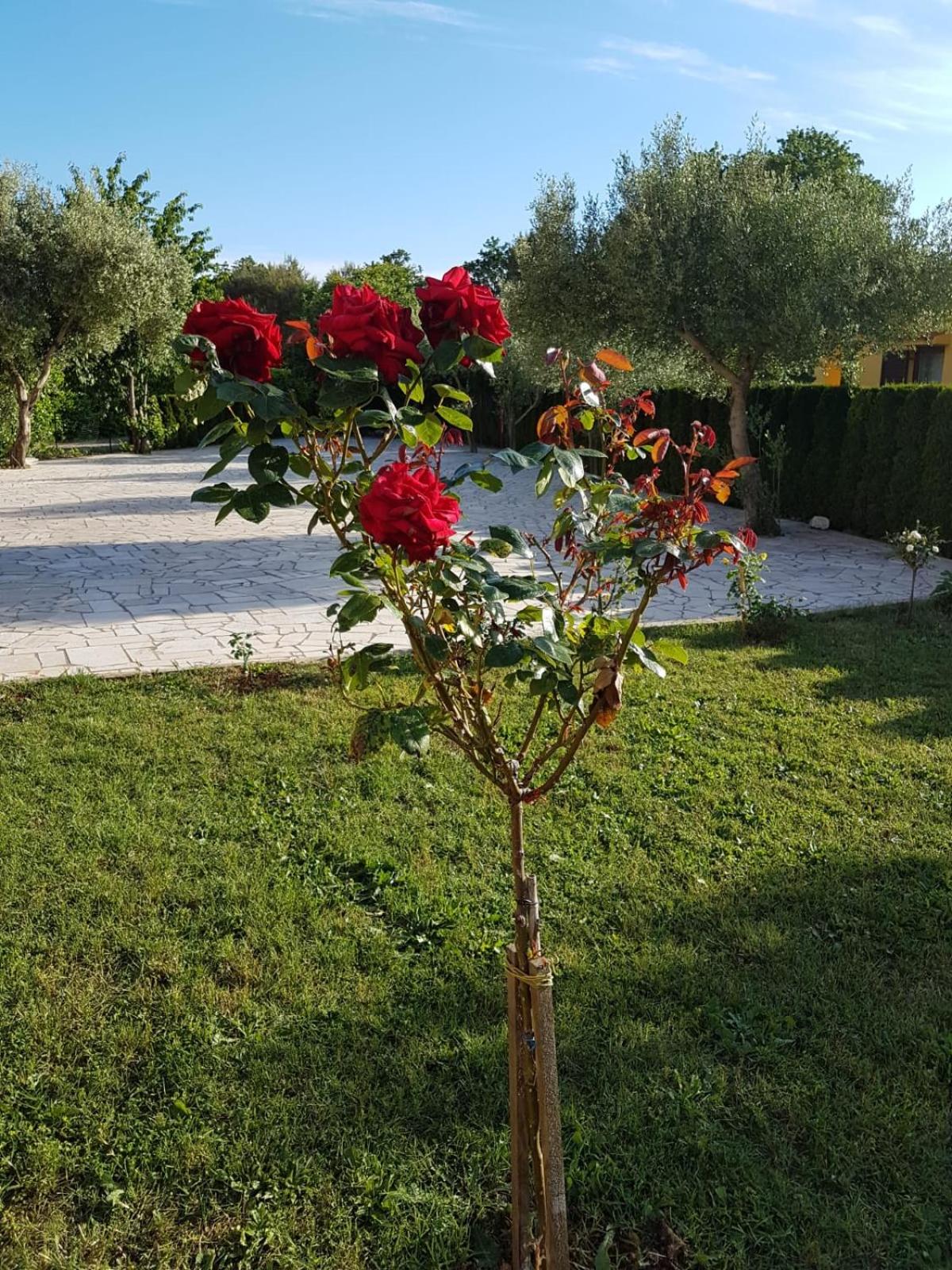 VILLA NIKOLINA view 4
