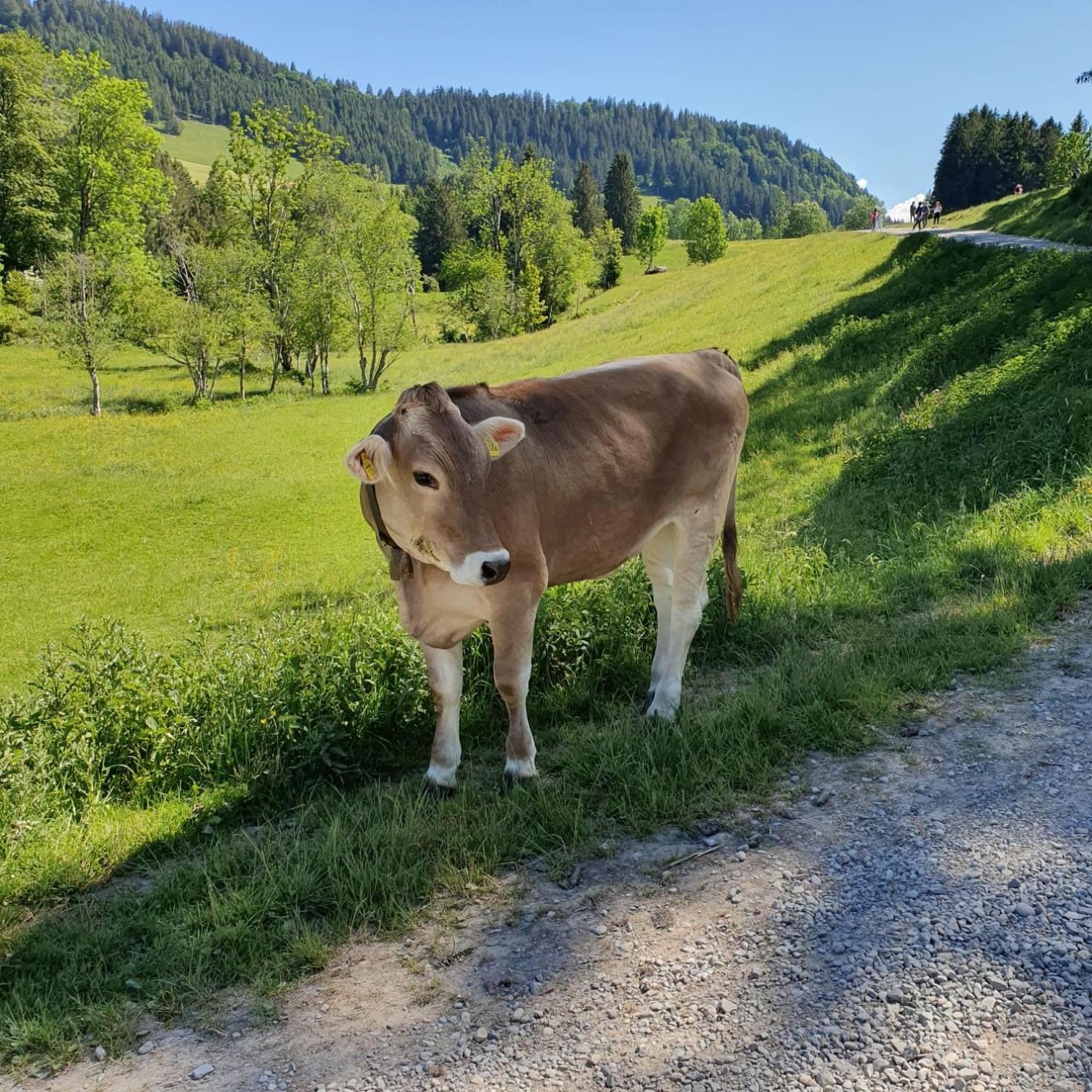 FeWo Alpenveilchen im Oberallgäu mit Pool, Sauna und tollem Ausblick vom großen Balkon