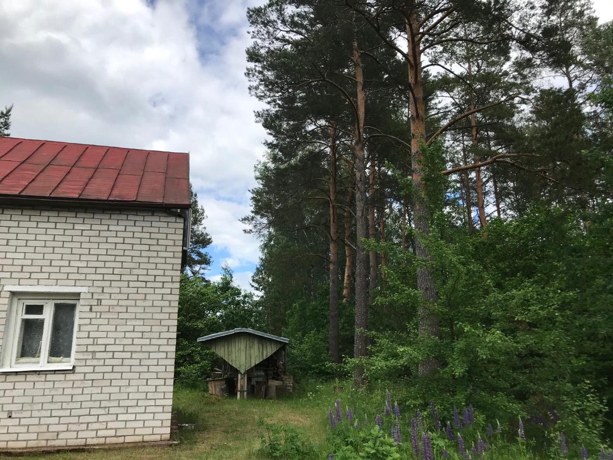Pine trees view 2