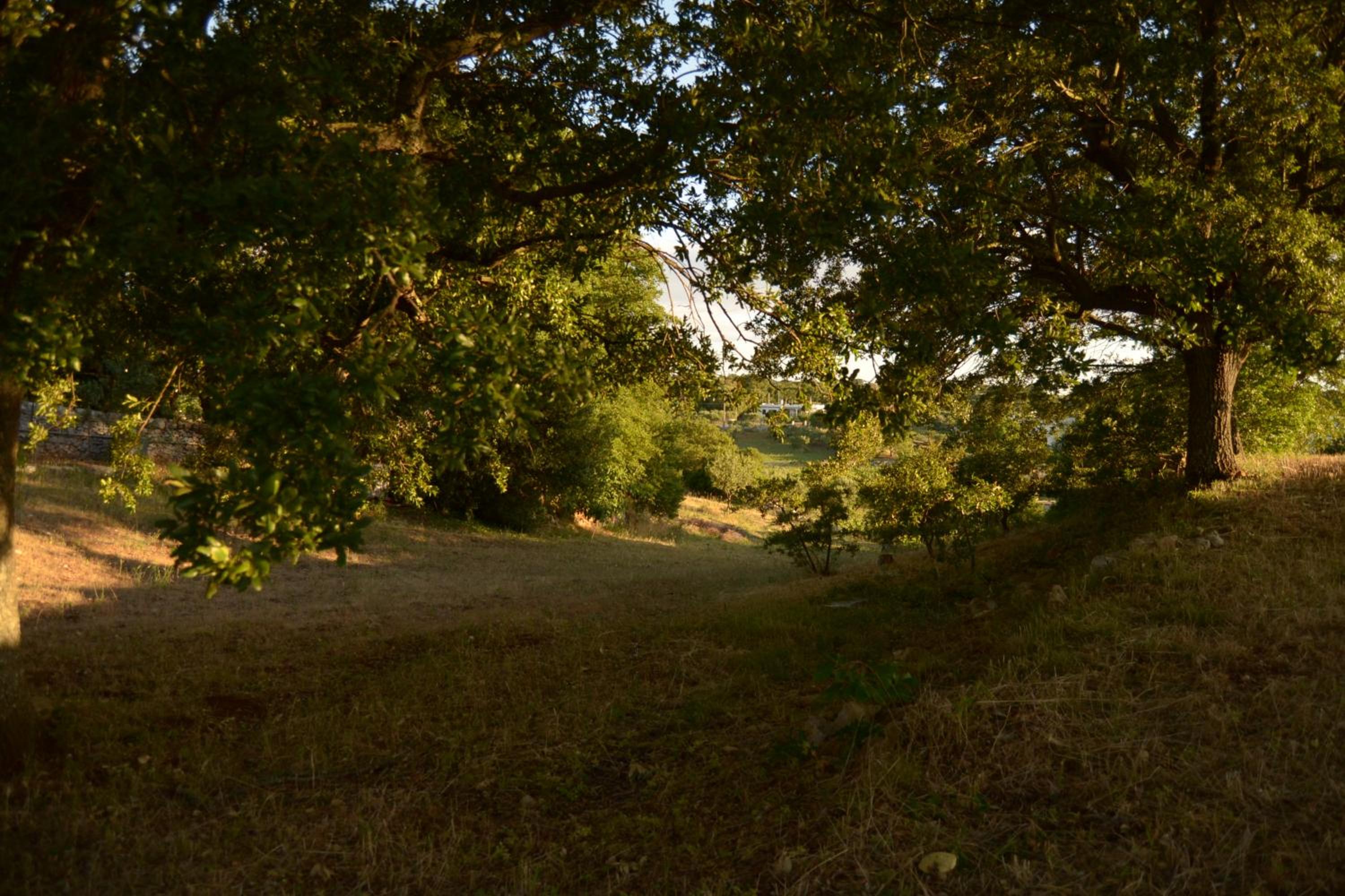 Photo 42