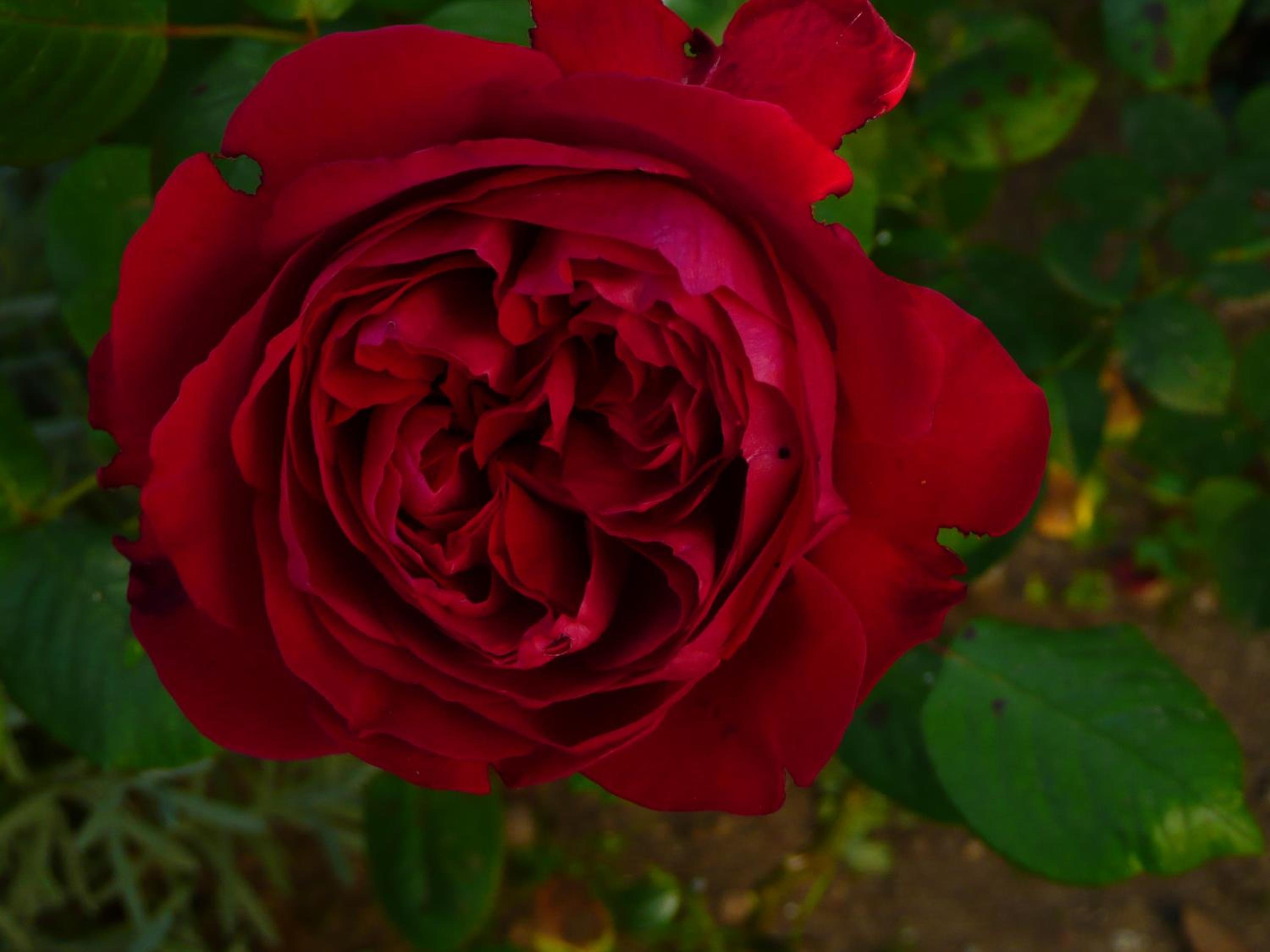 Photo 43