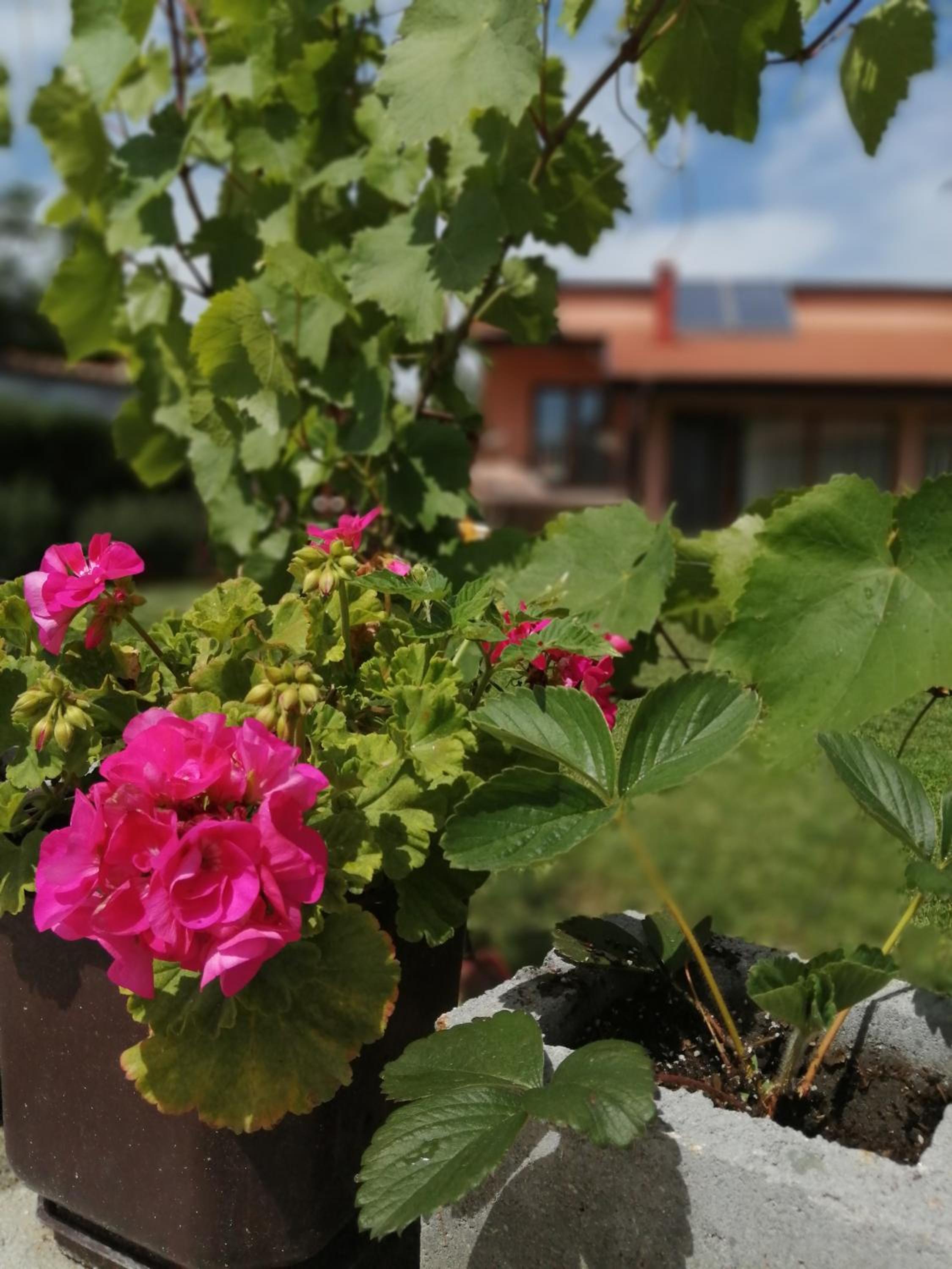 Къща За Гости Уют Guest House Cozy