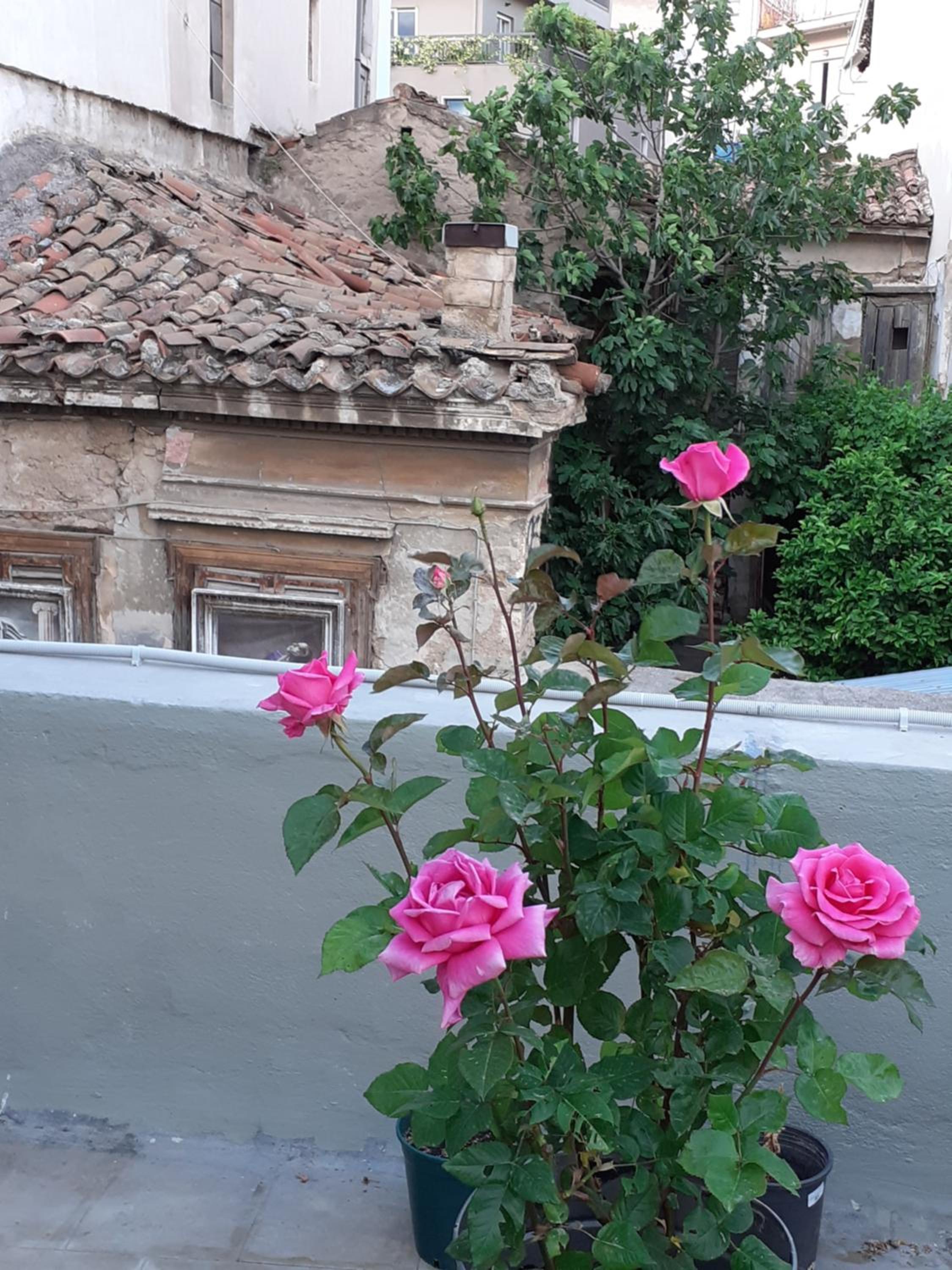 17 flats and Roof Garden