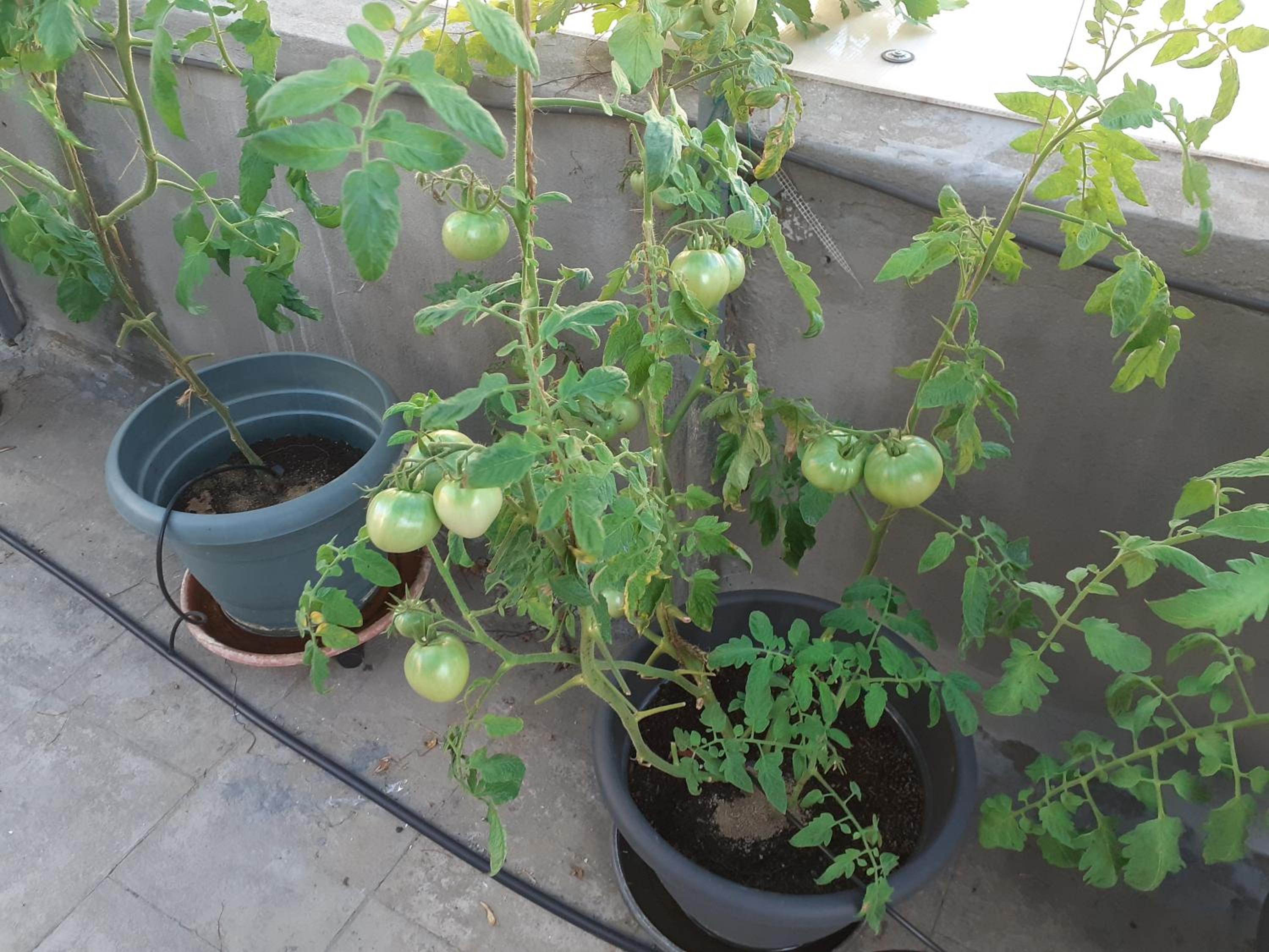 17 flats and Roof Garden