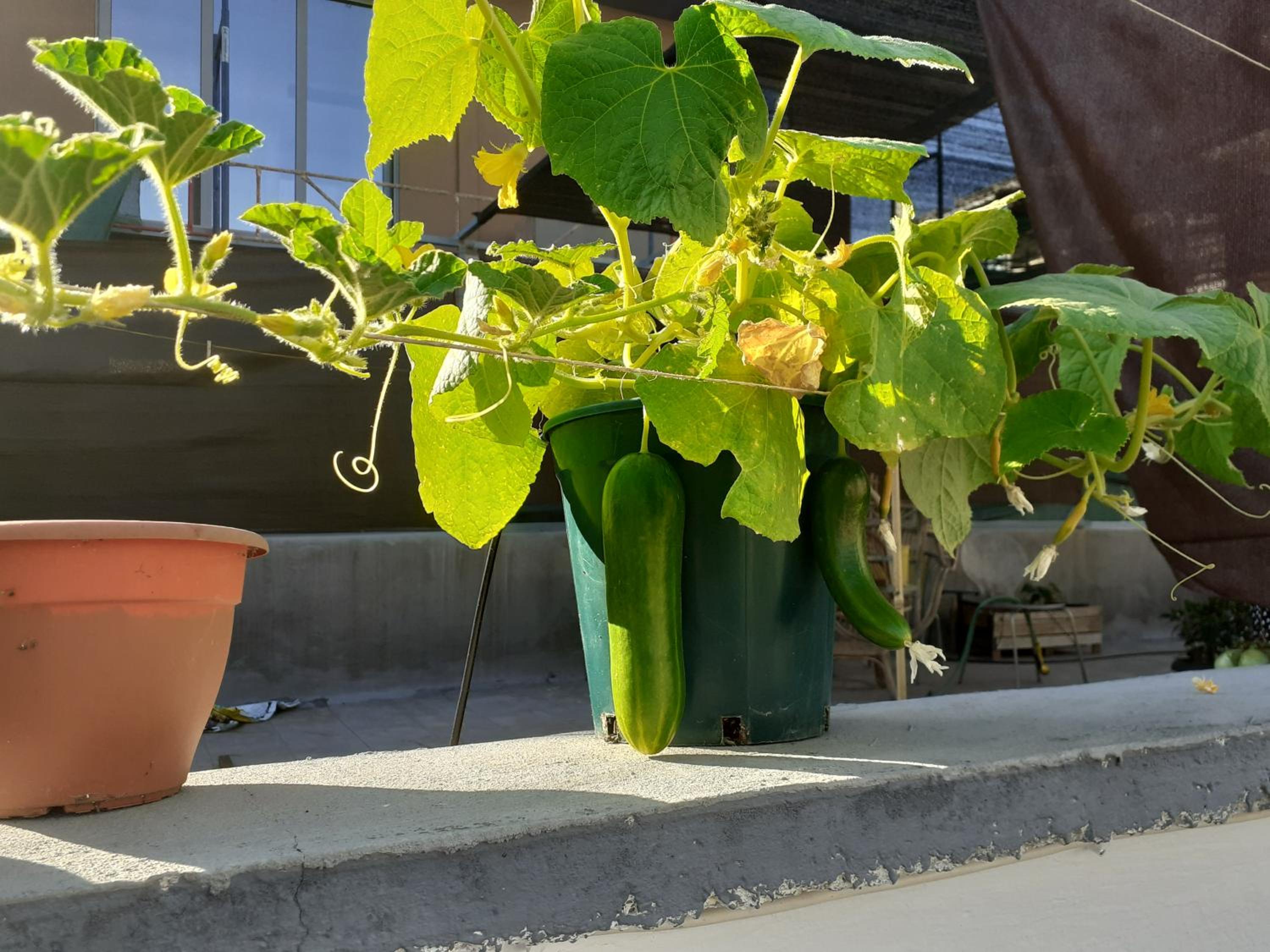 17 flats and Roof Garden
