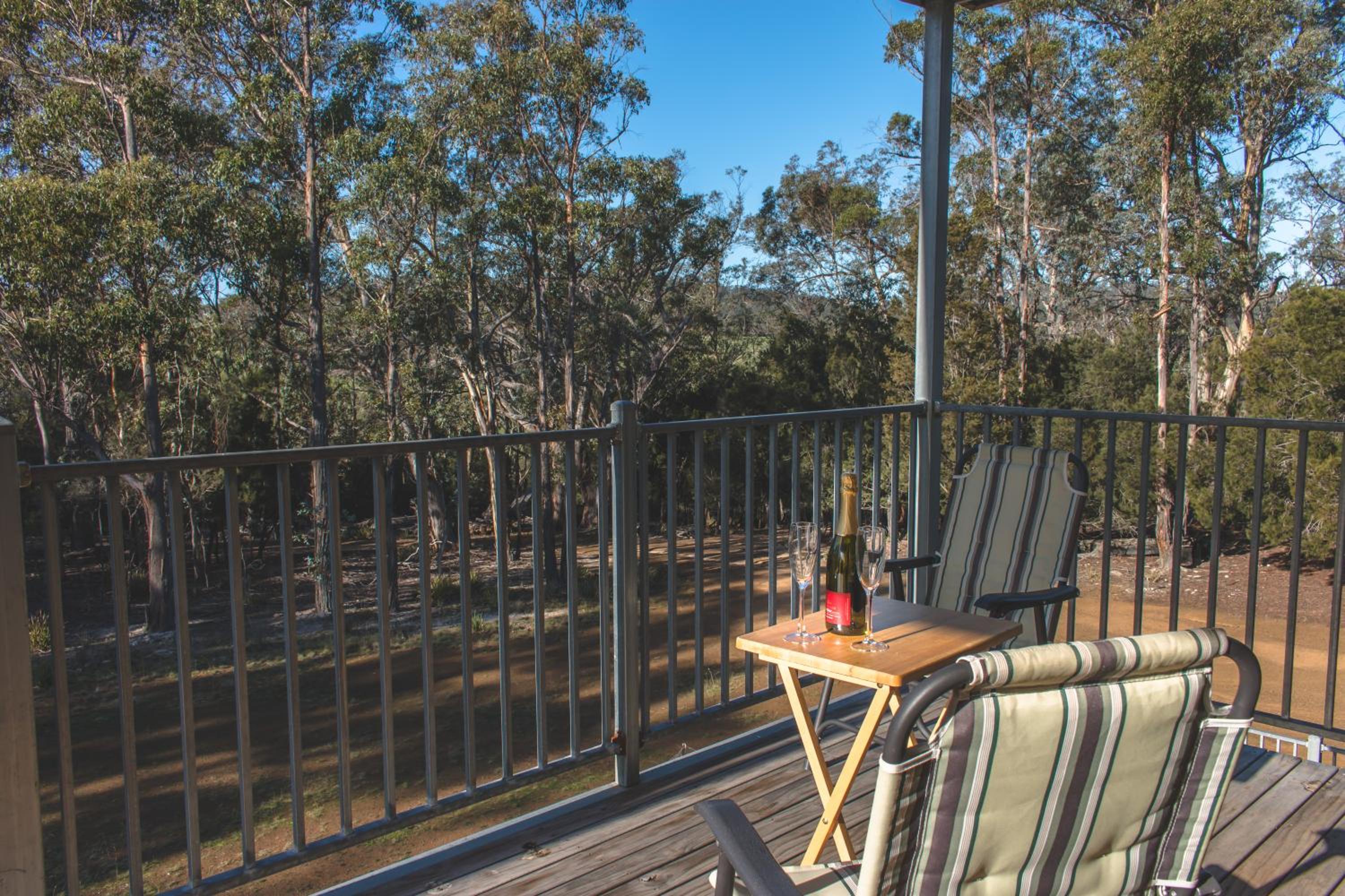 Echidna on Bruny