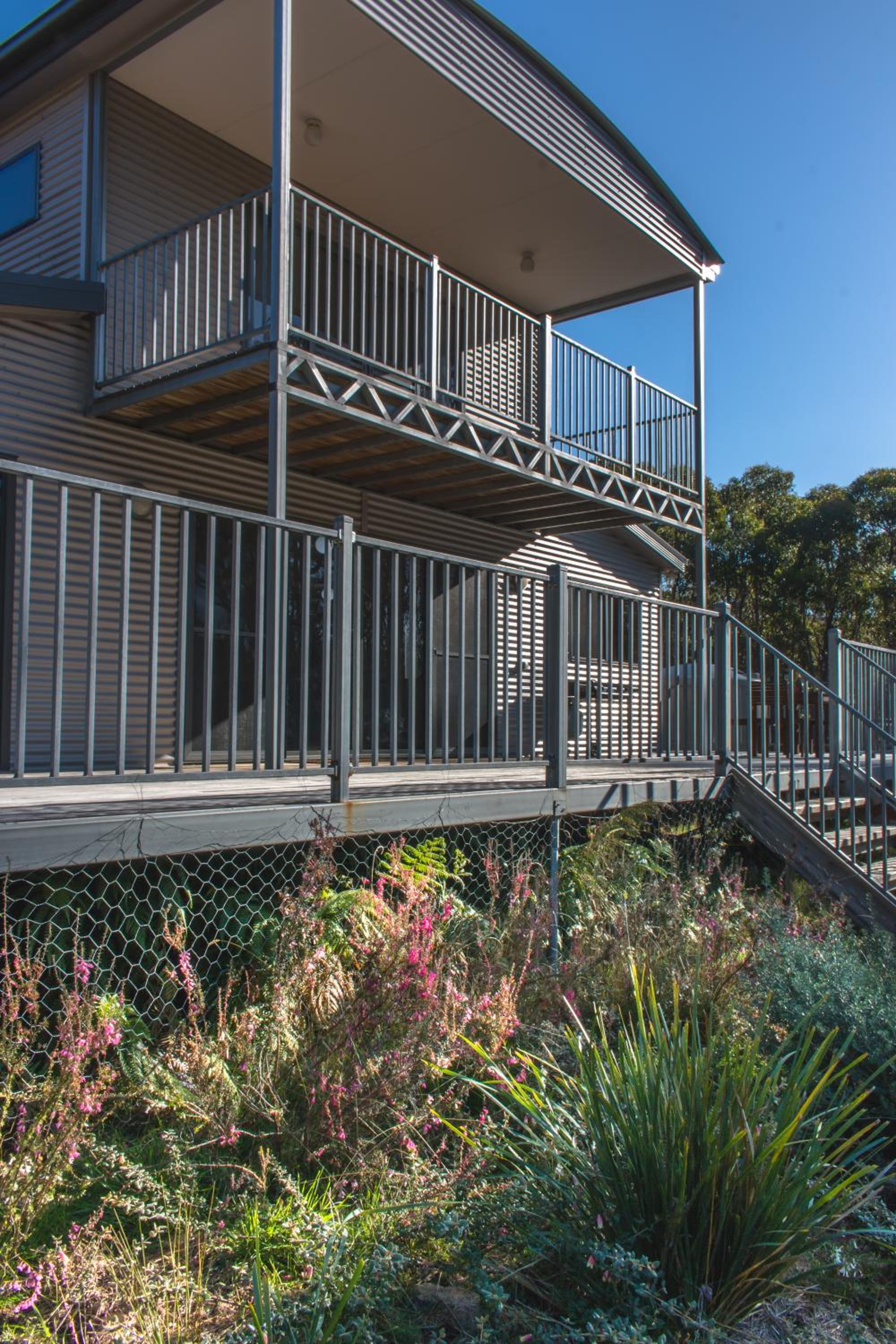 Echidna on Bruny