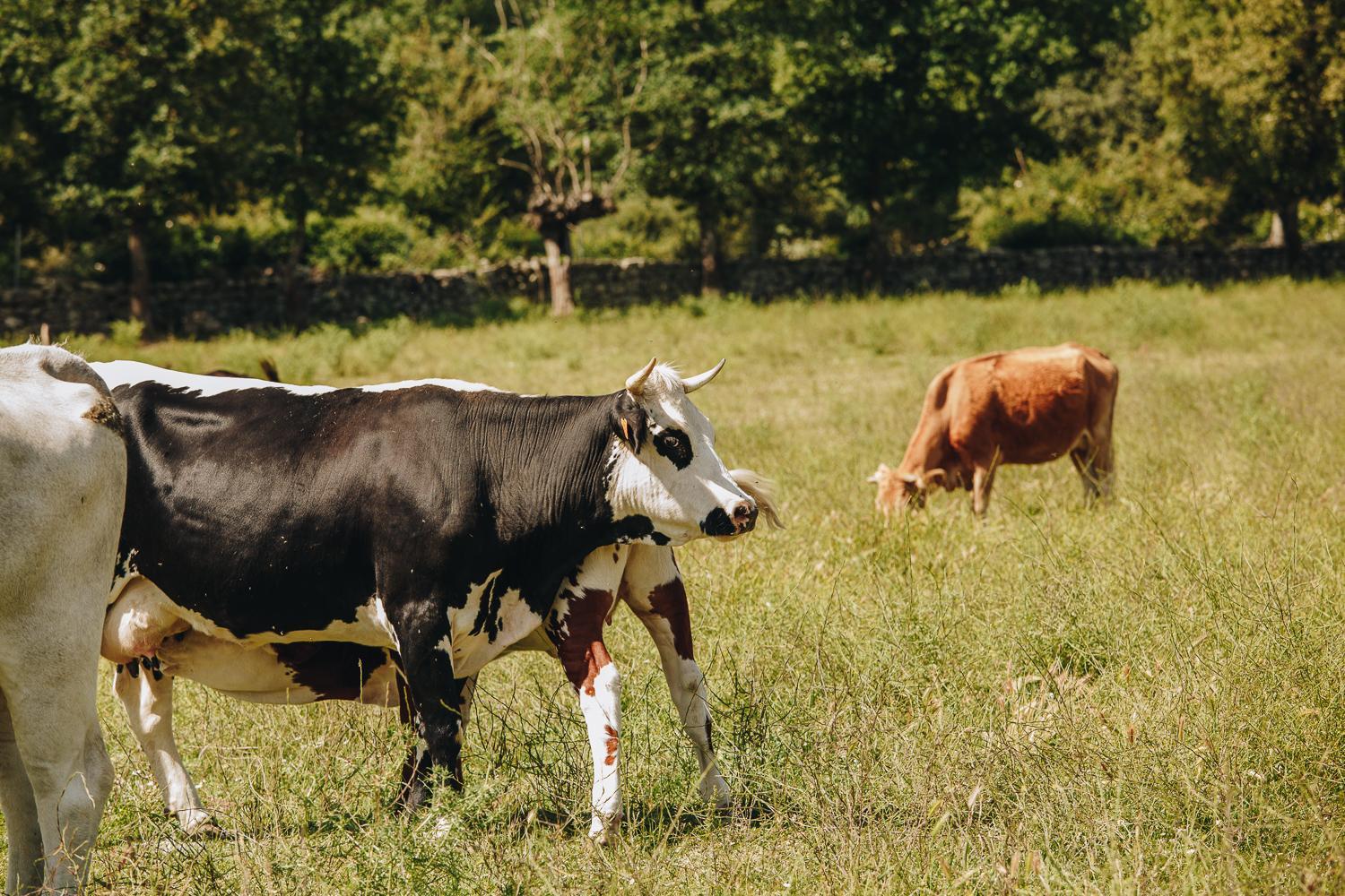 Photo 45