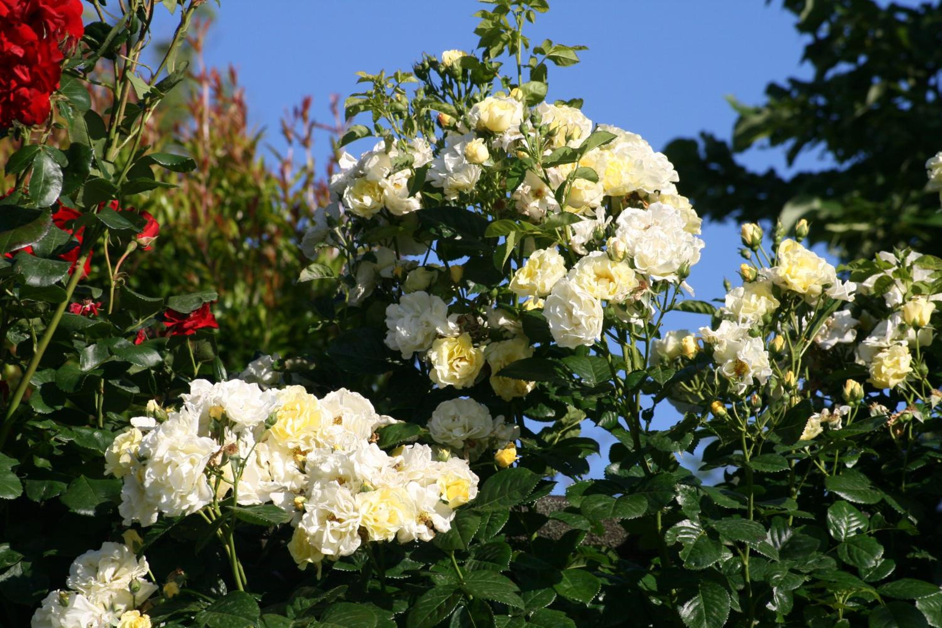 Photo 24