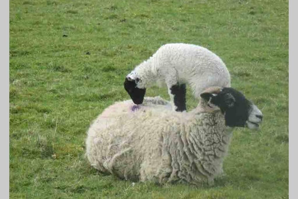 Penrith Vacations - Lake District romantic get away in 1 acre gardens off M6 - Property Image 5